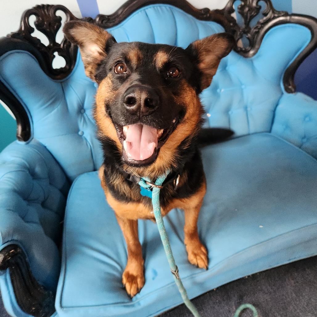 Lagora, Adoptable, Adult Female Mixed Breed.