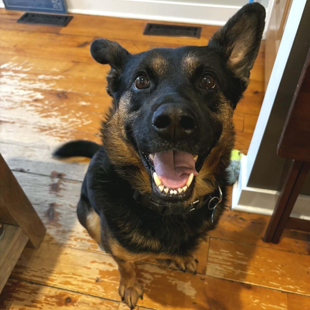 Enlarge Lagora, a Adoptable Mixed Breed in Chicago, IL image 2/6