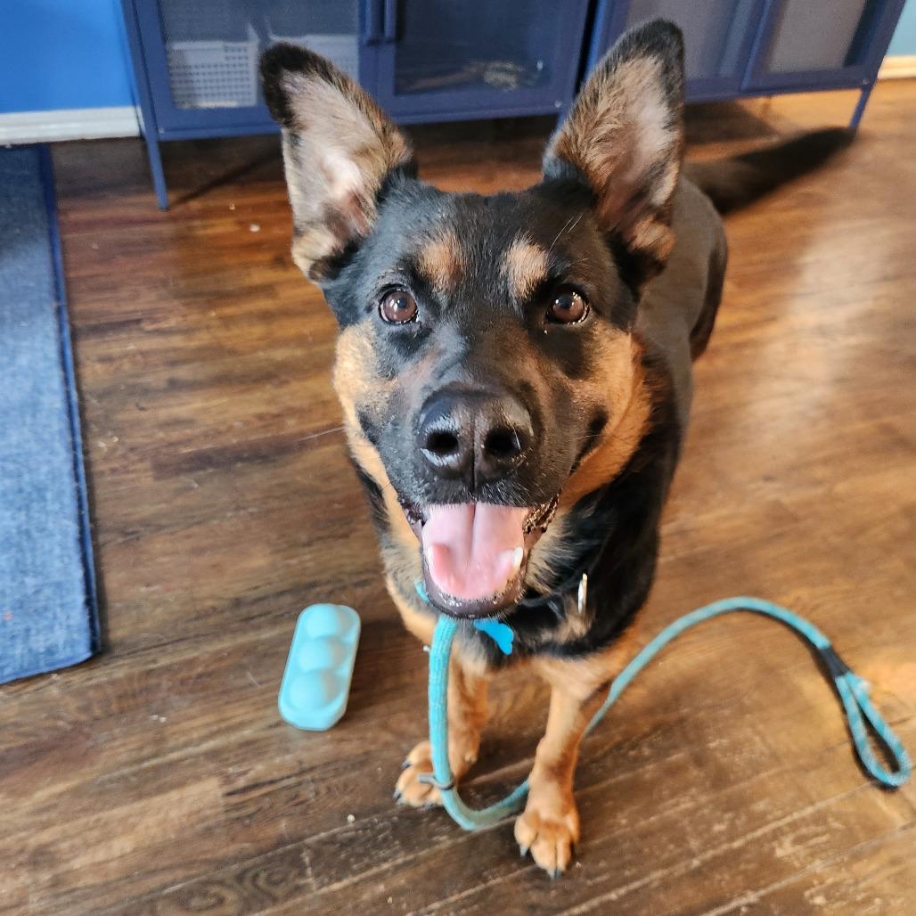 Lagora, a Adoptable German Shepherd Dog in Chicago, IL image 2/6