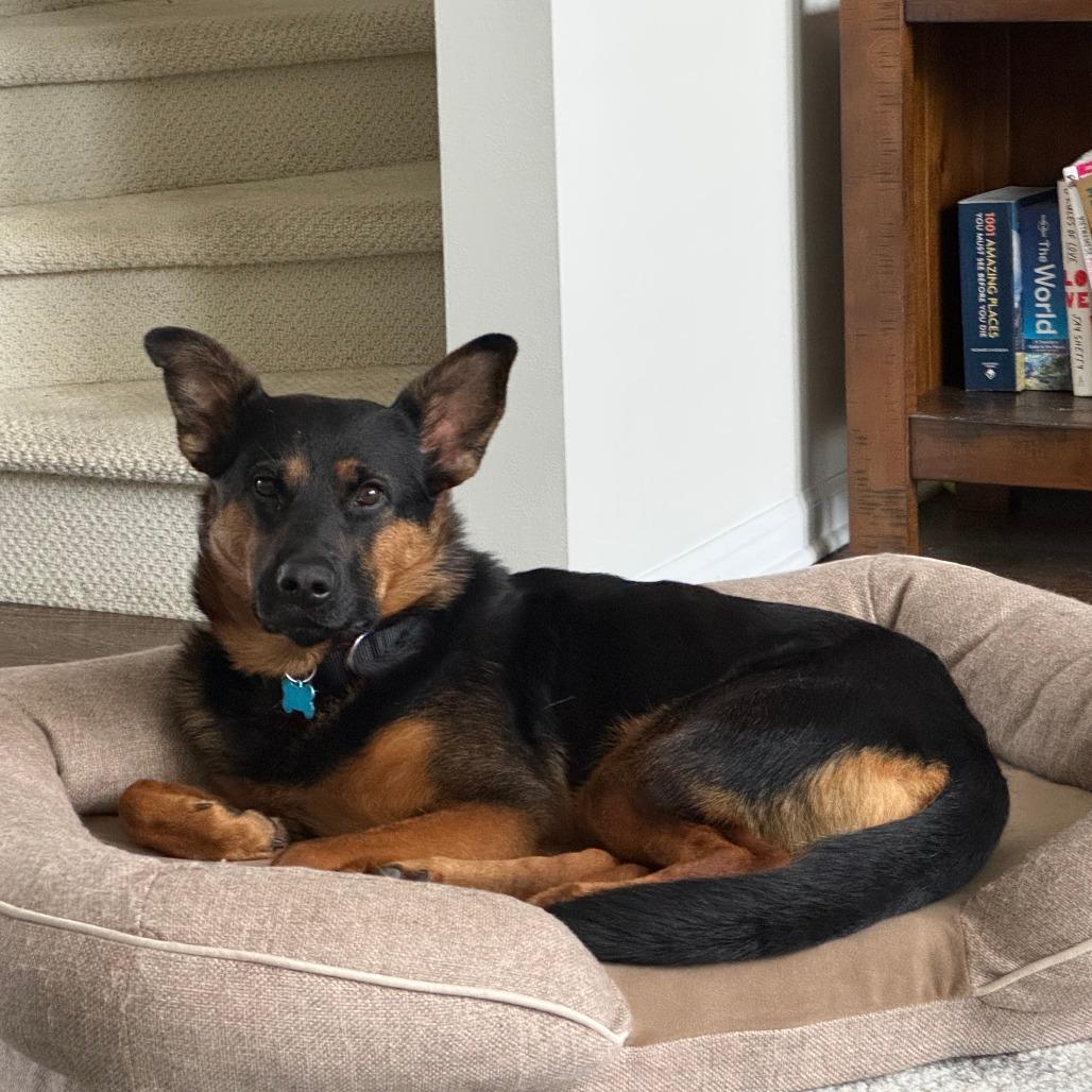 Enlarge Lagora, a Adoptable Mixed Breed in Chicago, IL image 2/6