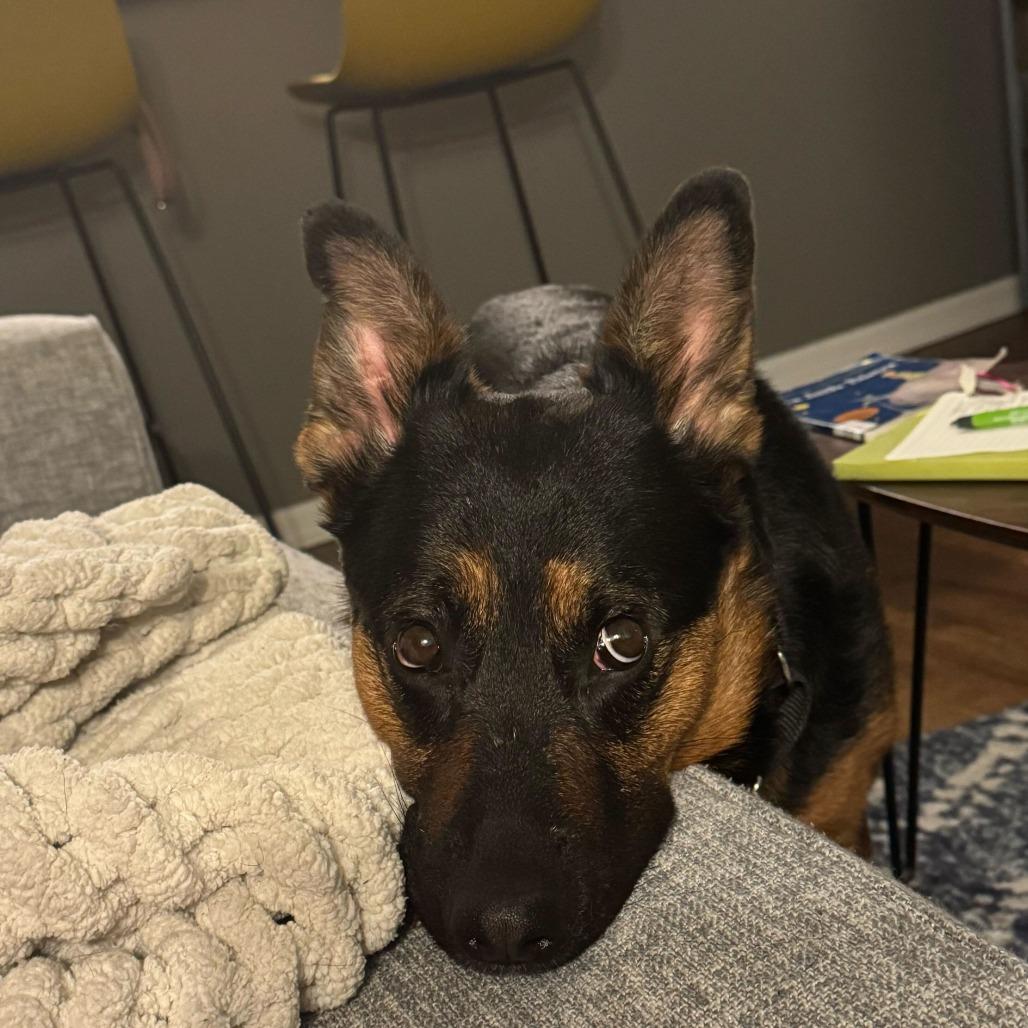 Enlarge Lagora, a Adoptable Mixed Breed in Chicago, IL image 3/6