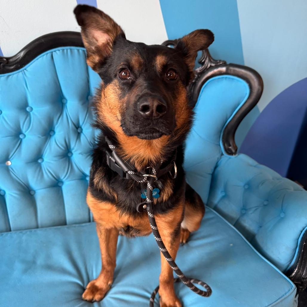 Enlarge Lagora, a Adoptable Mixed Breed in Chicago, IL image 3/6