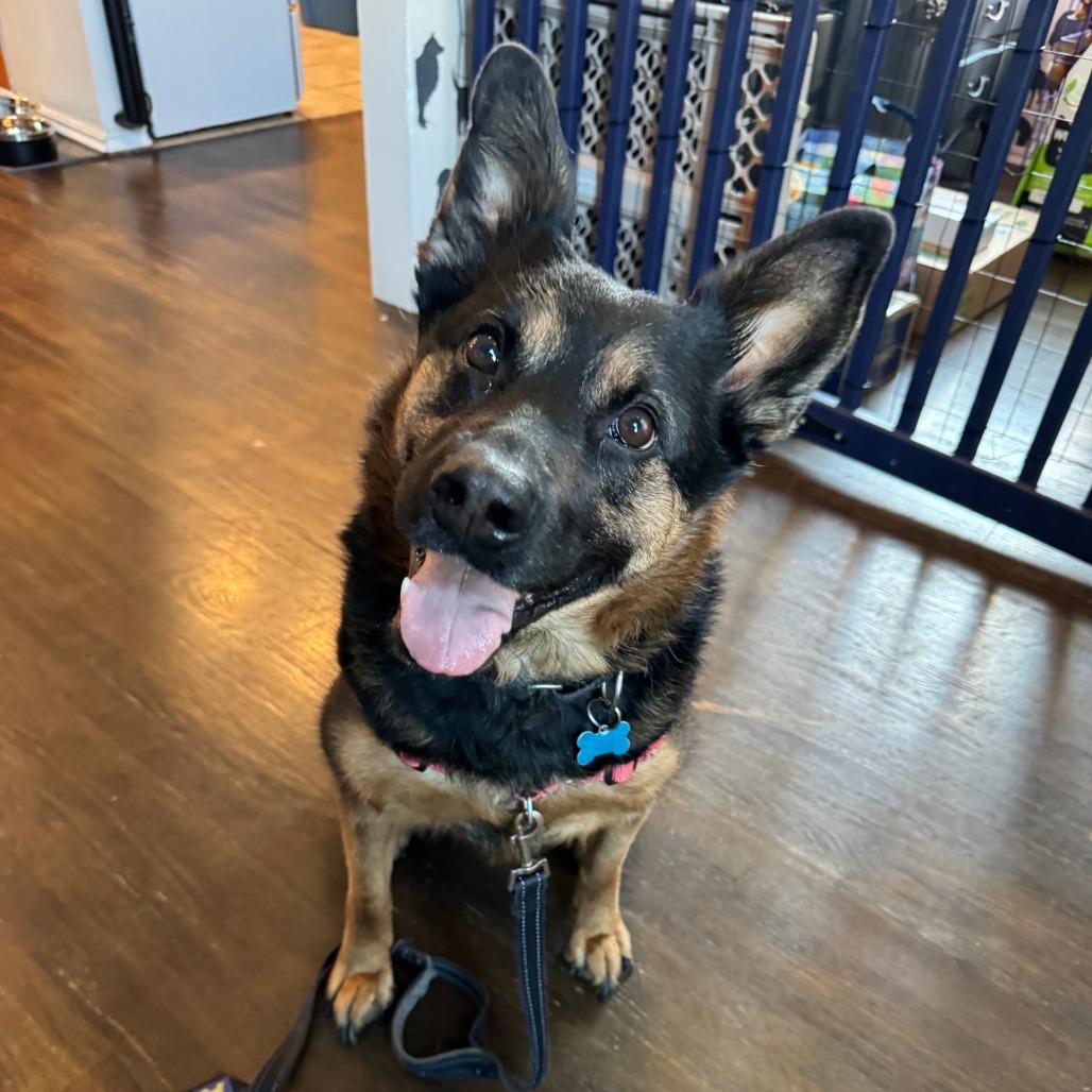 Lala, a Adoptable German Shepherd Dog in Chicago, IL image 3/6