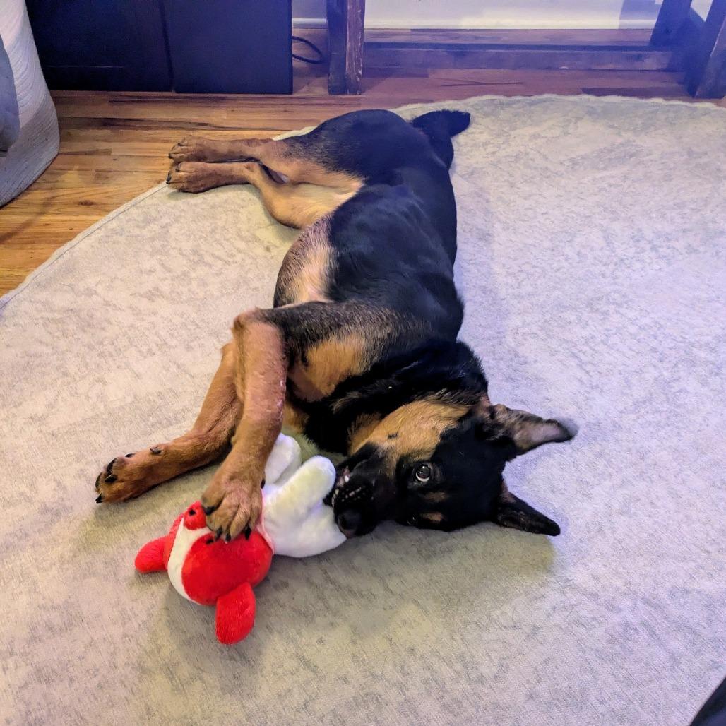 Enlarge Lagora, a Adoptable Mixed Breed in Chicago, IL image 4/6