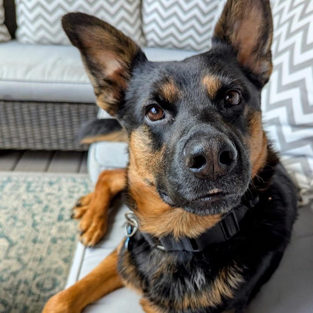 Lagora, a Adoptable German Shepherd Dog in Chicago, IL image 6/6