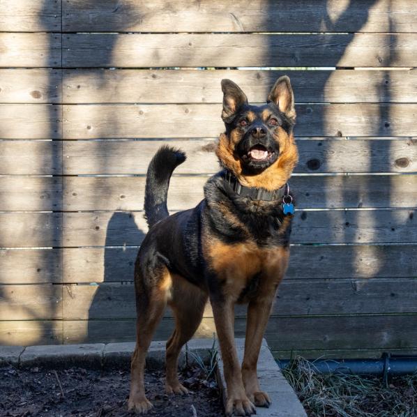 Lala, a Adoptable German Shepherd Dog in Chicago, IL image 4/6