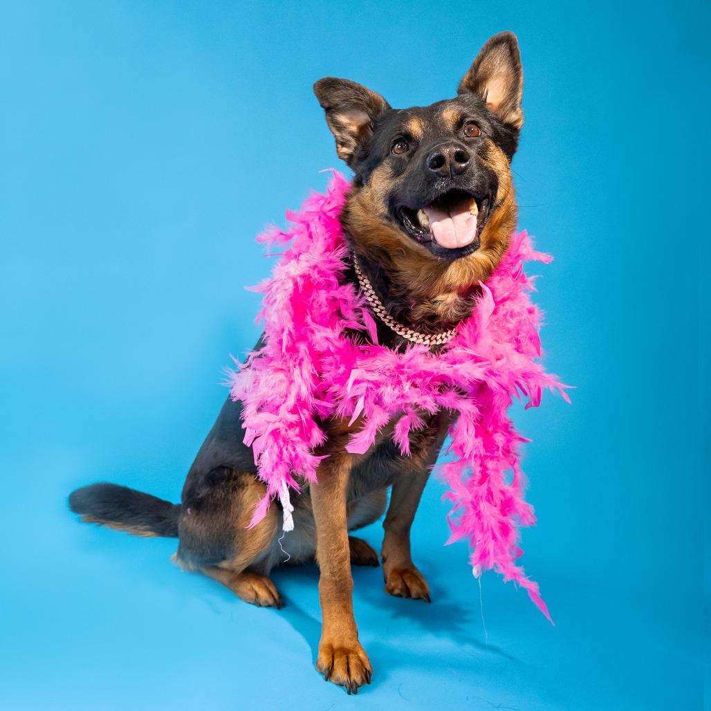 Enlarge Lagora, a Adoptable Mixed Breed in Chicago, IL image 6/6