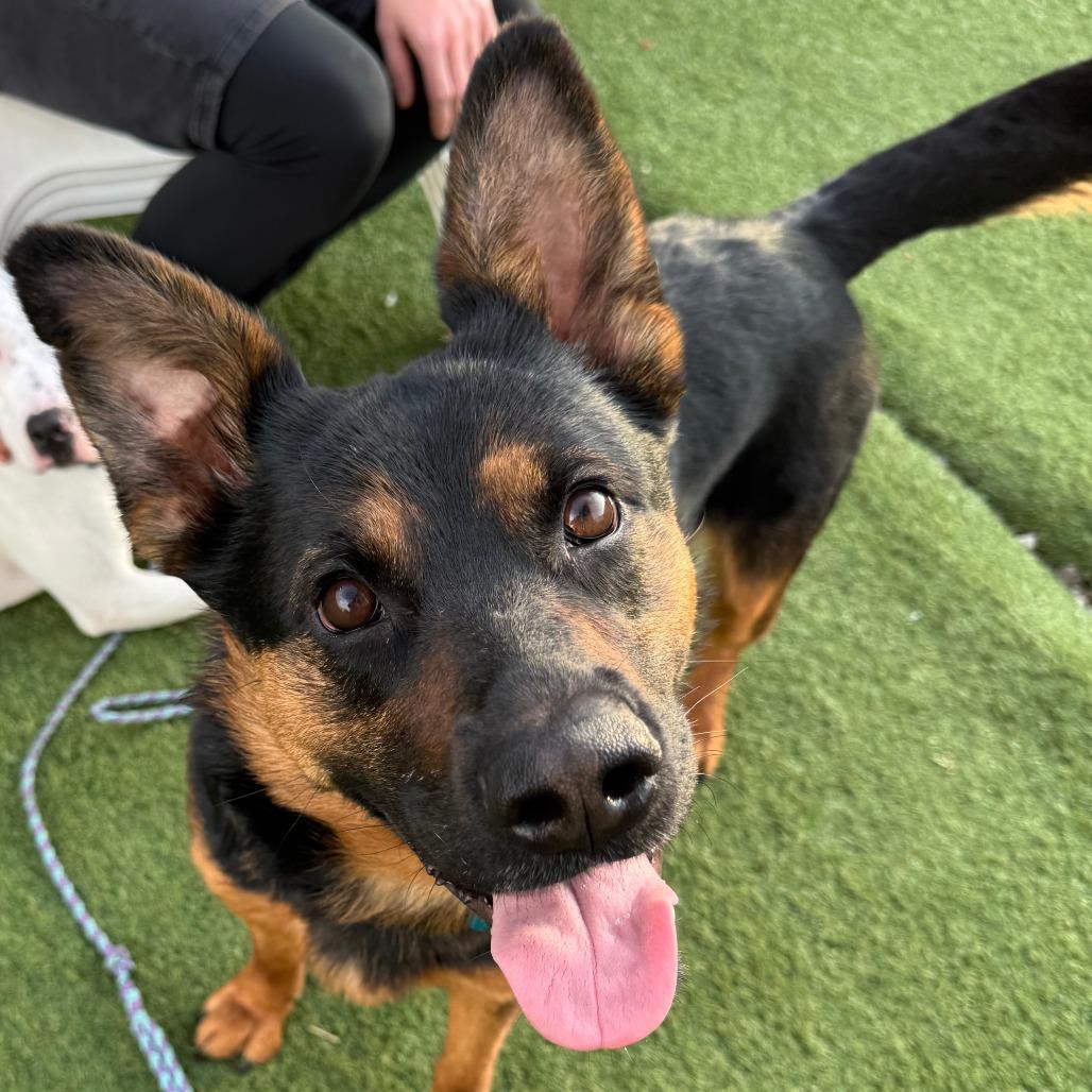 Enlarge Lagora, a Adoptable Mixed Breed in Chicago, IL image 6/6