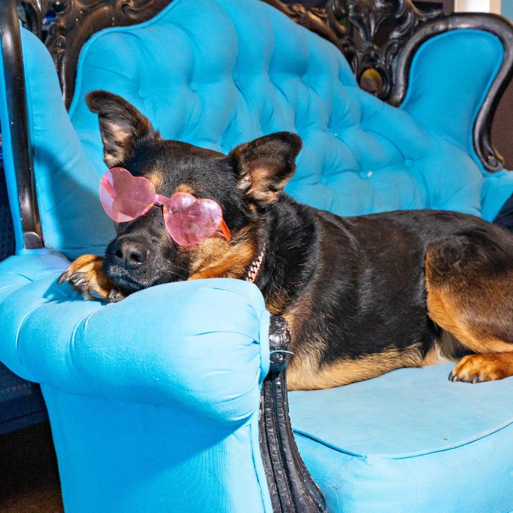 Lagora, a Adoptable German Shepherd Dog in Chicago, IL image 6/6