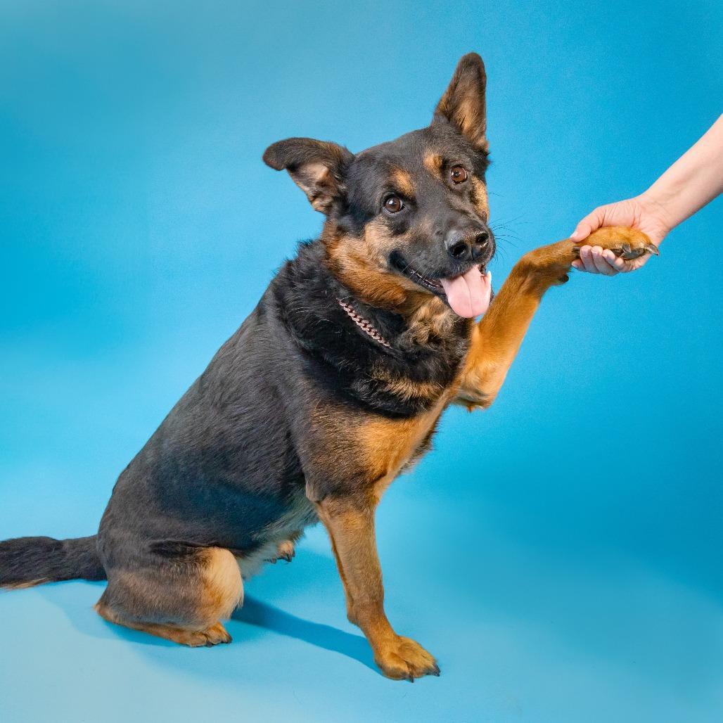 Lala, a Adoptable German Shepherd Dog in Chicago, IL image 6/6