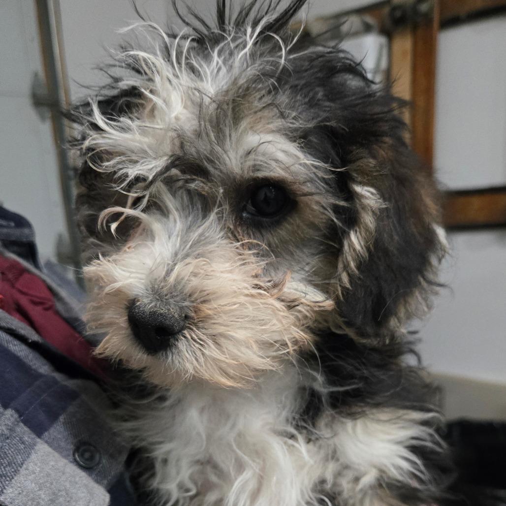 Enlarge Seven, a Adoptable mixed breed in Southington, OH image 1/3