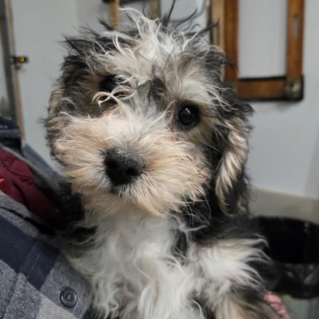 Enlarge Seven, a Adoptable mixed breed in Southington, OH image 2/3