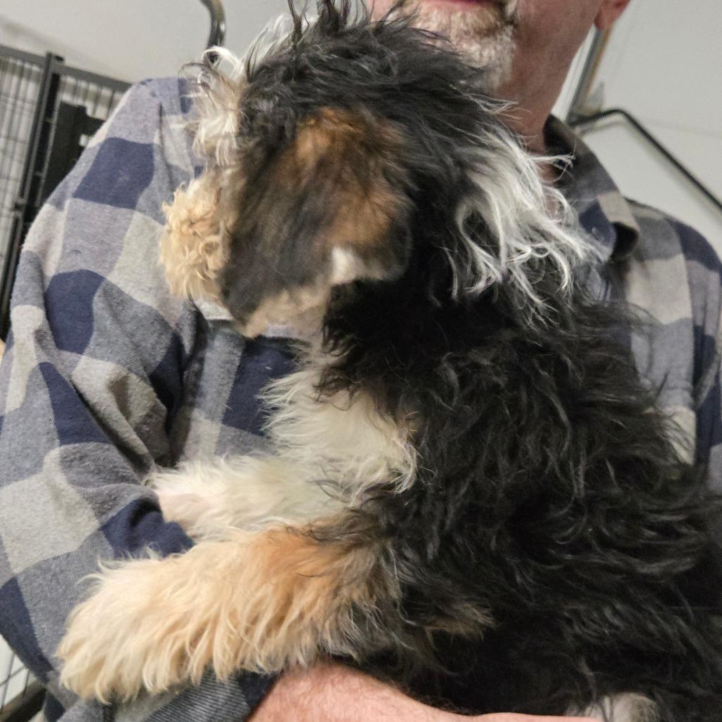 Enlarge Seven, a Adoptable mixed breed in Southington, OH image 3/3