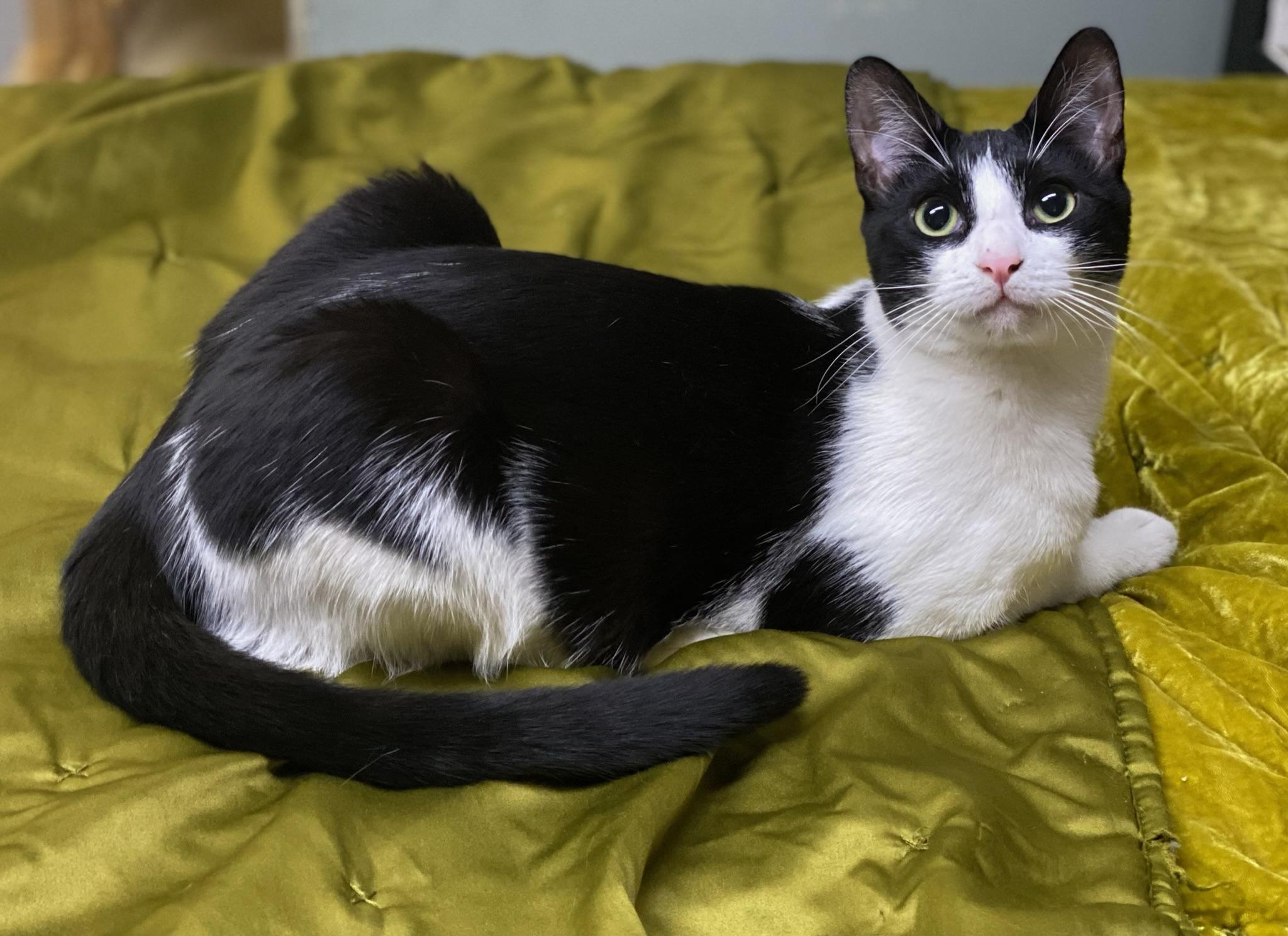 Gemini (very friendly), a Adoptable Tuxedo in Los Angeles, CA image 1/4