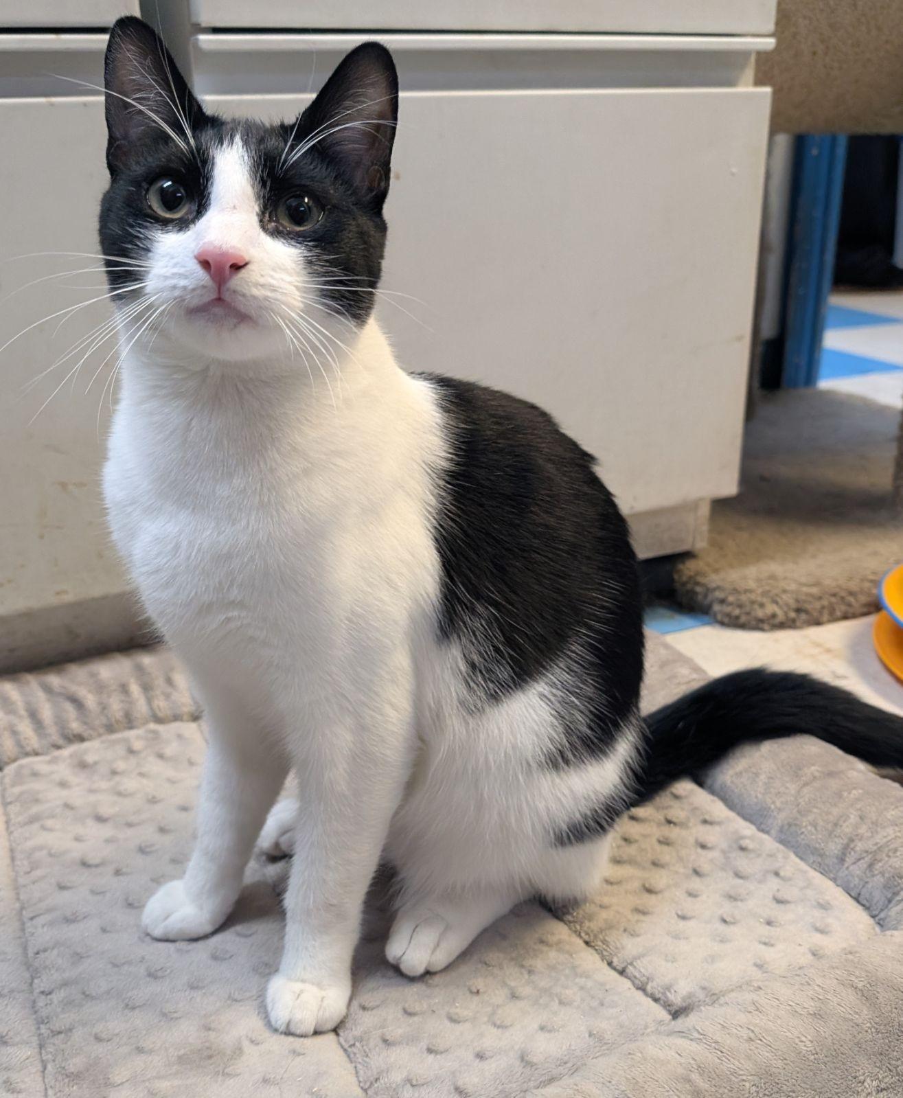 Gemini (very friendly), a Adoptable Tuxedo in Los Angeles, CA image 2/4