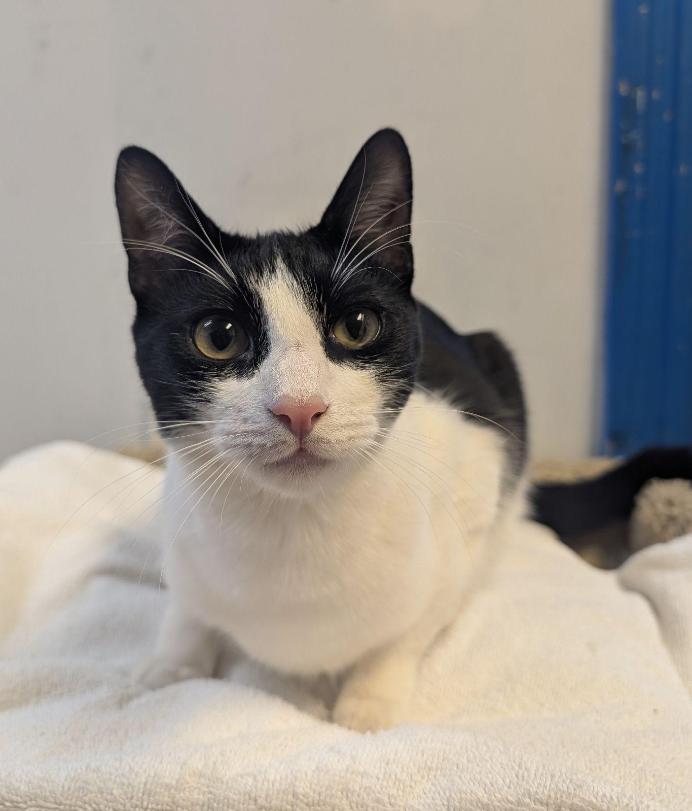 Gemini (very friendly), a Adoptable Tuxedo in Los Angeles, CA image 3/4