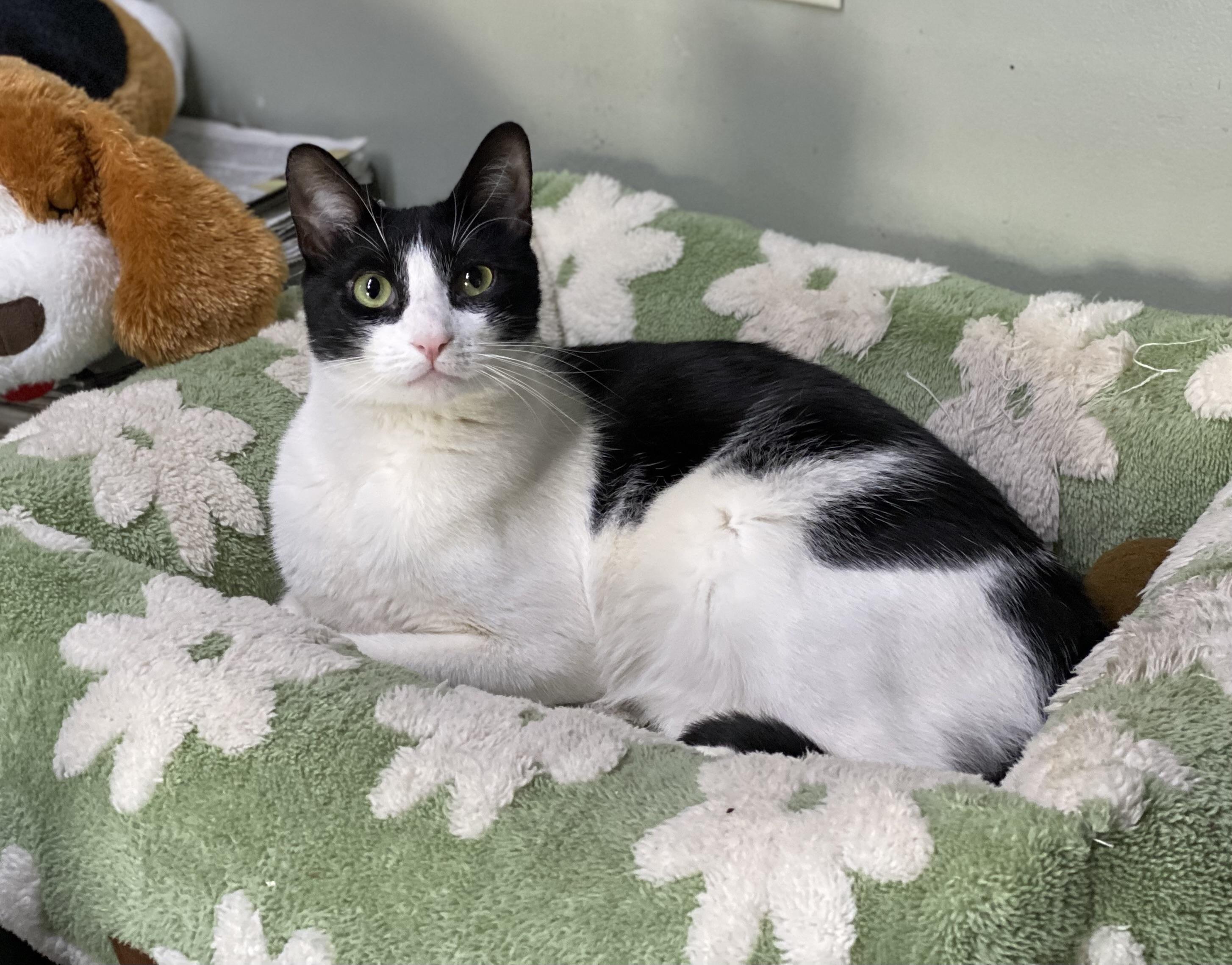 Gemini (very friendly), Adoptable, Adult Male Tuxedo.