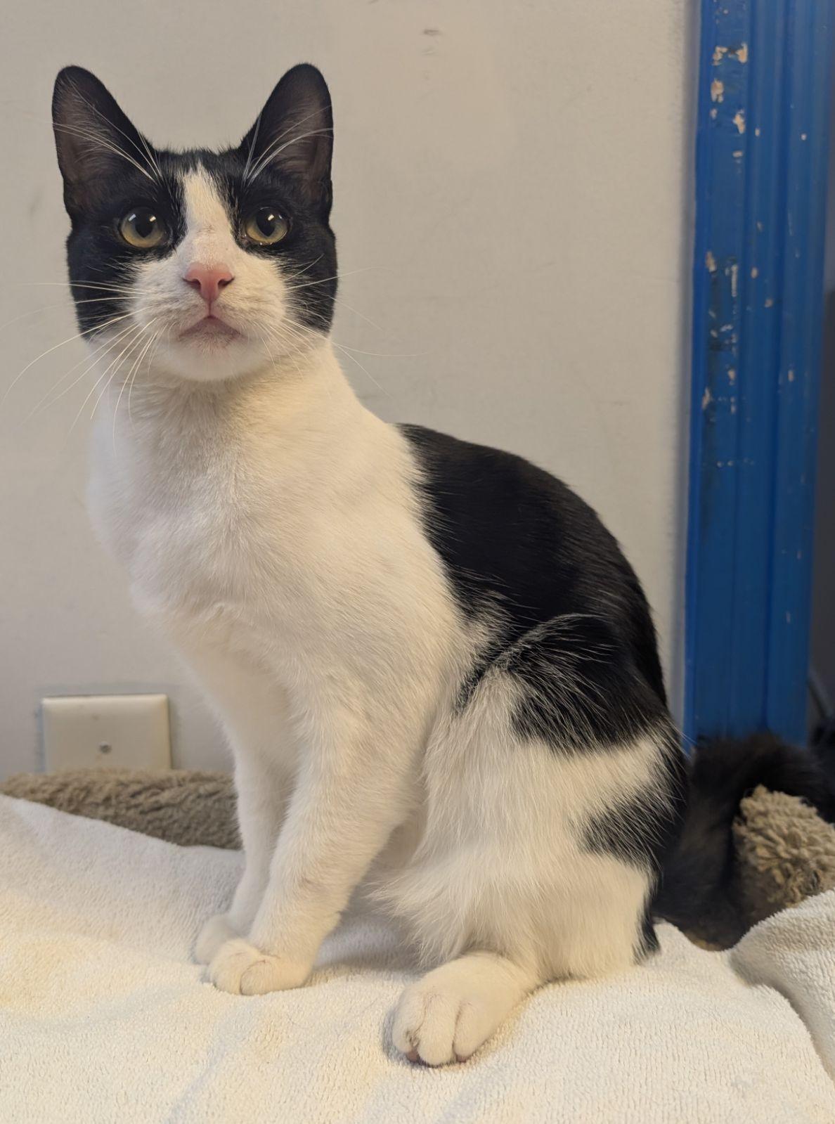 Gemini (very friendly), a Adoptable Tuxedo in Los Angeles, CA image 4/4