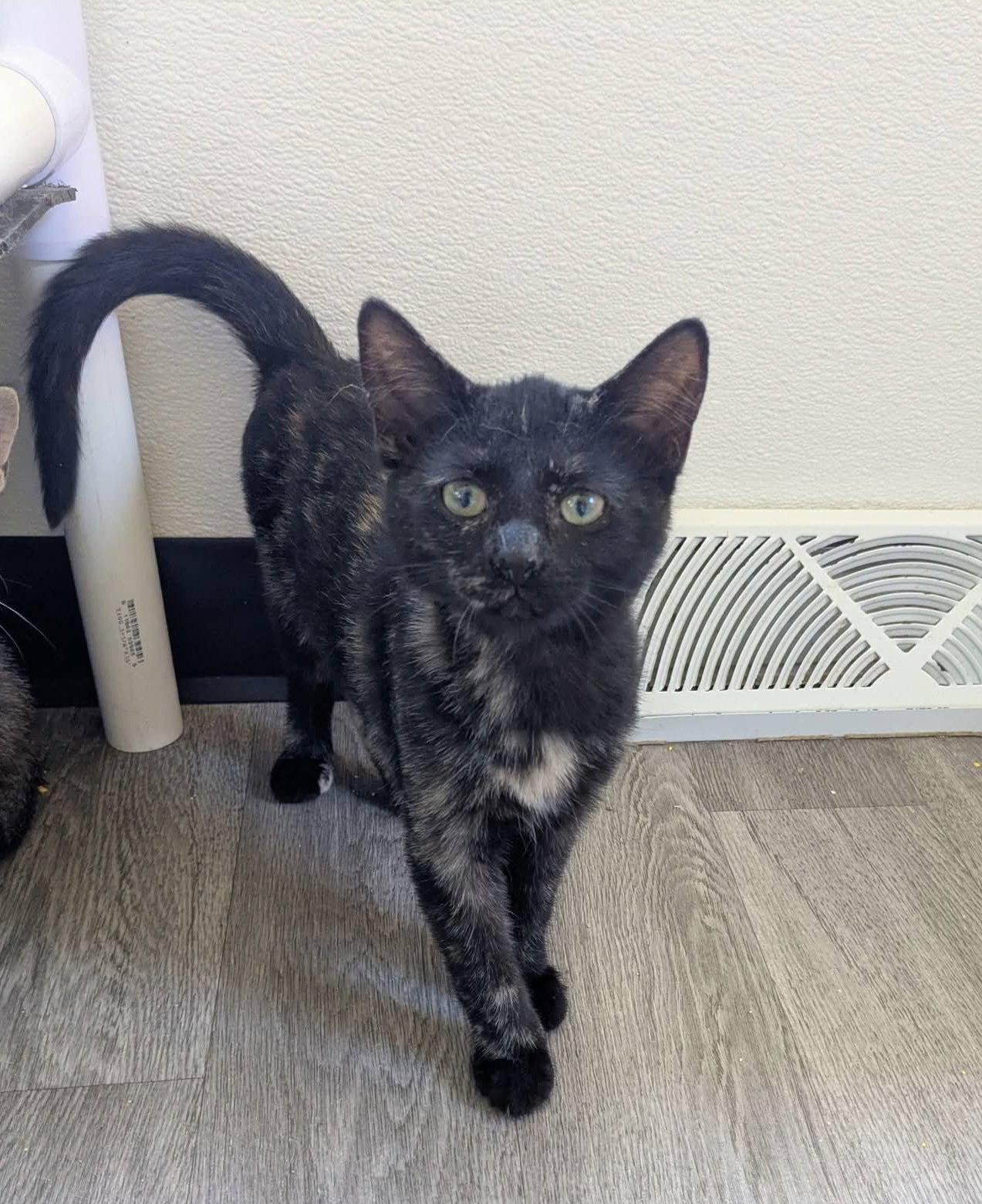 Gaia, Adoptable, Kitten Female Tortoiseshell & Domestic Short Hair.