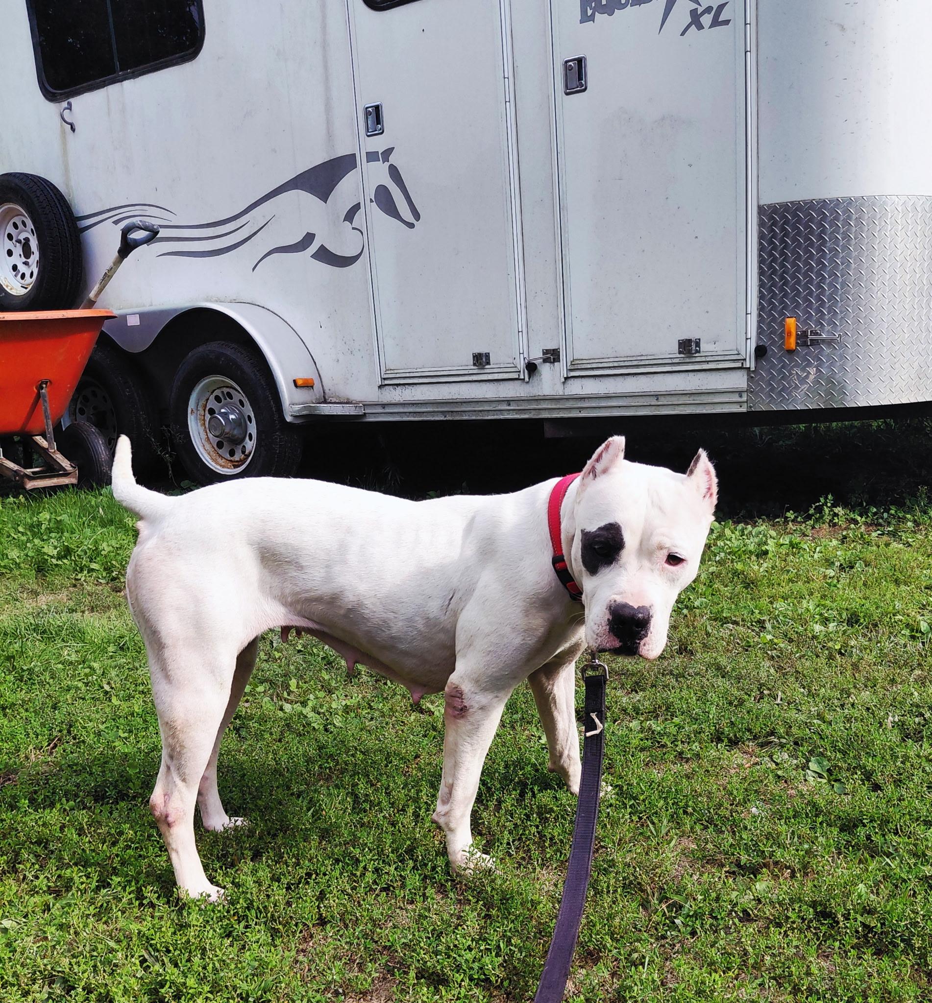 Enlarge Bali, a Adoptable Mixed Breed in Vassalboro, ME image 3/5