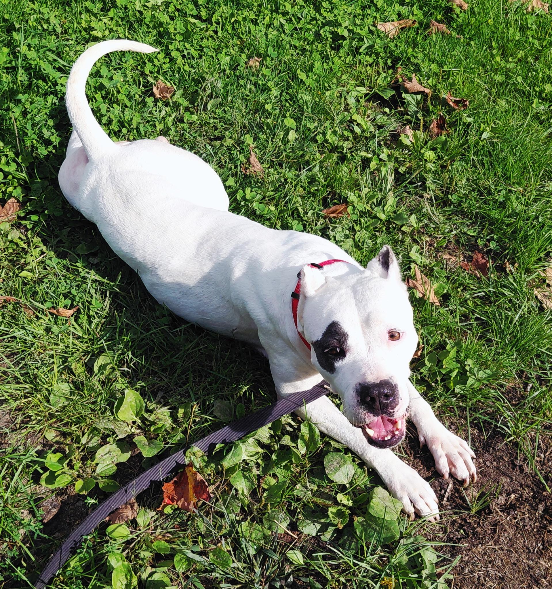 Enlarge Bali, a Adoptable Mixed Breed in Vassalboro, ME image 5/5