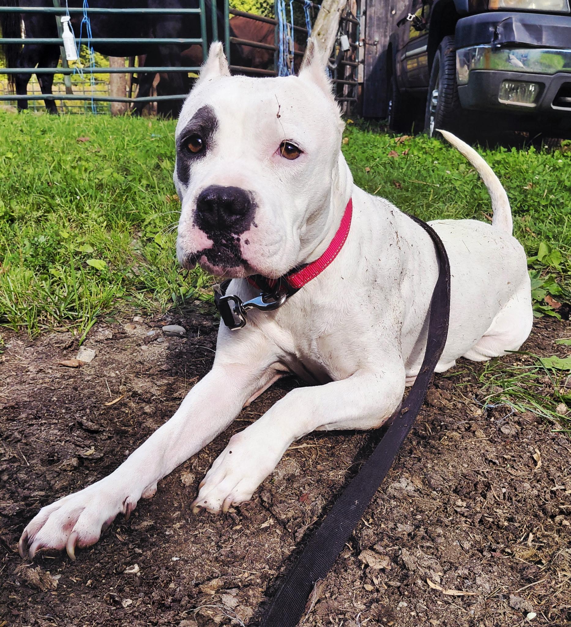 Enlarge Bali, a Adoptable Mixed Breed in Vassalboro, ME image 2/5