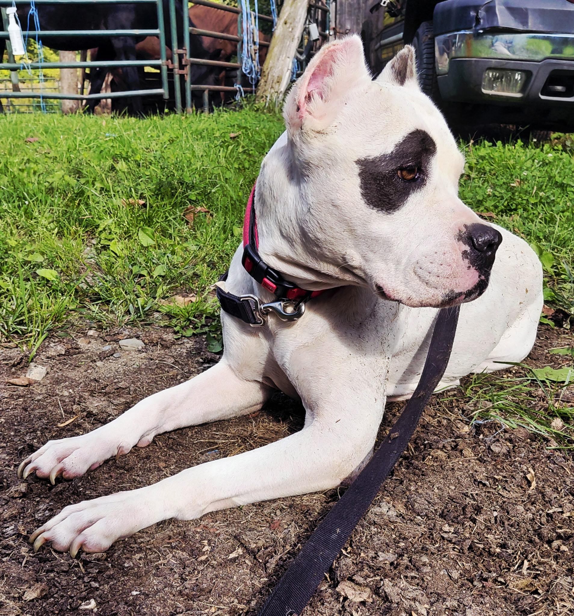 Enlarge Bali, a Adoptable Mixed Breed in Vassalboro, ME image 4/5