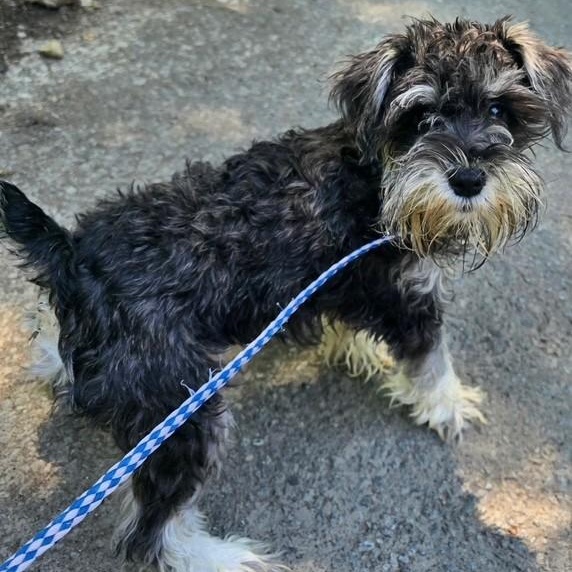 Jaycee-6/21/26, an adopted Schnoodle in Lambertville, NJ image 3/3