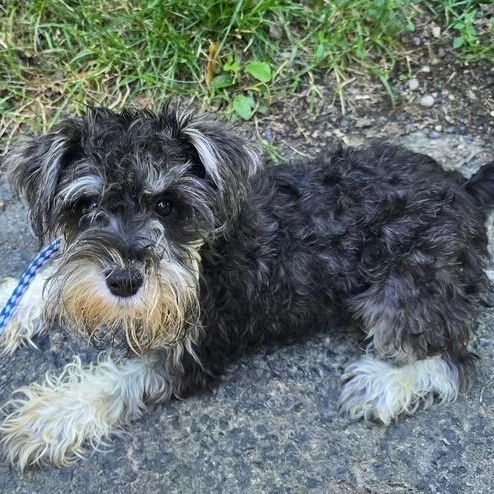 Jaycee-6/21/26, adopted, Puppy Female Schnoodle.