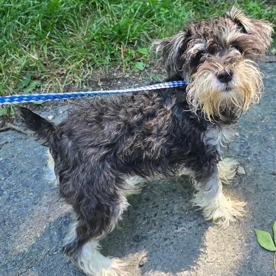 Jaycee-6/21/26, an adopted Schnoodle in Lambertville, NJ image 2/3