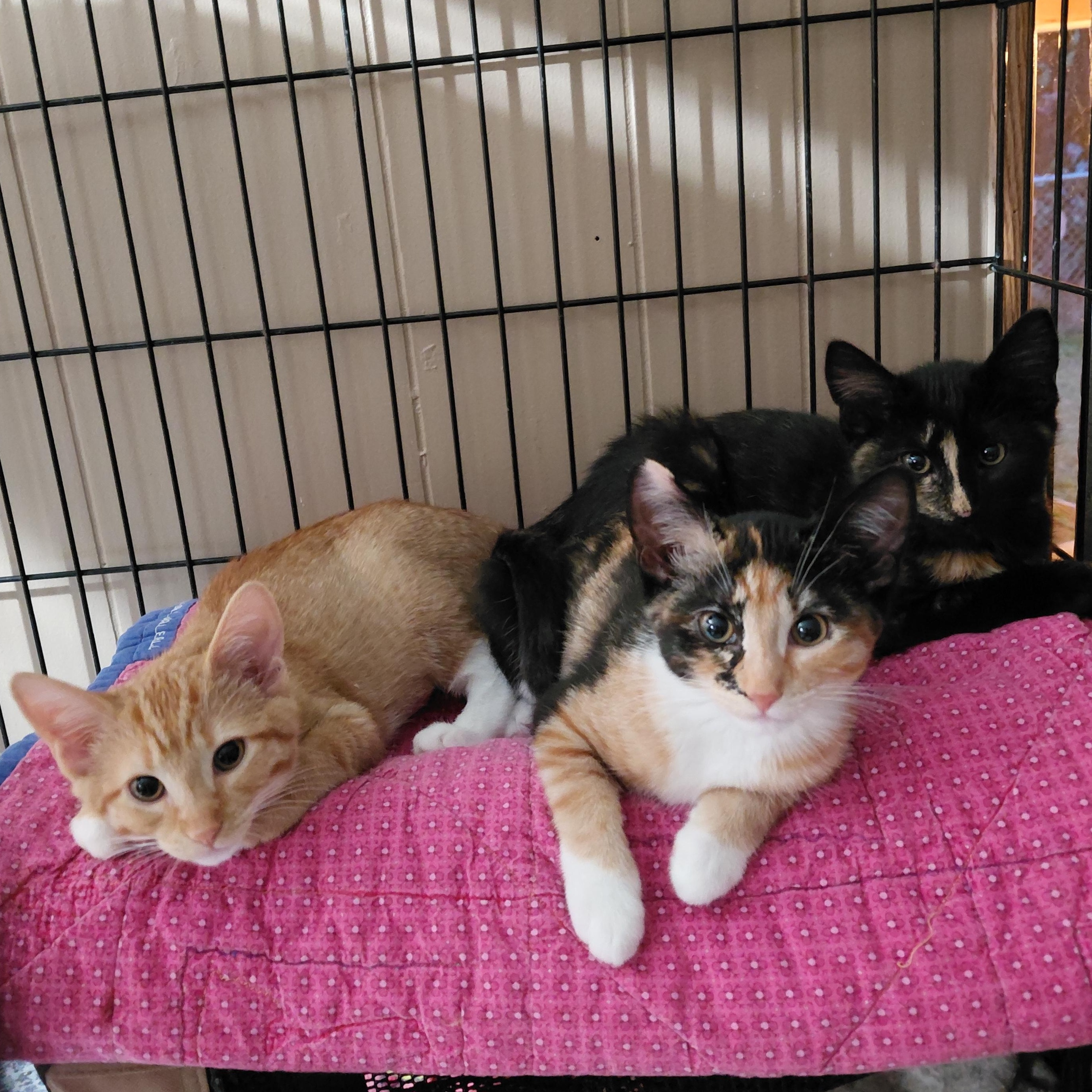 Enlarge Tootsie - (bk), a Adopted mixed breed in Burlington, WA image 3/4