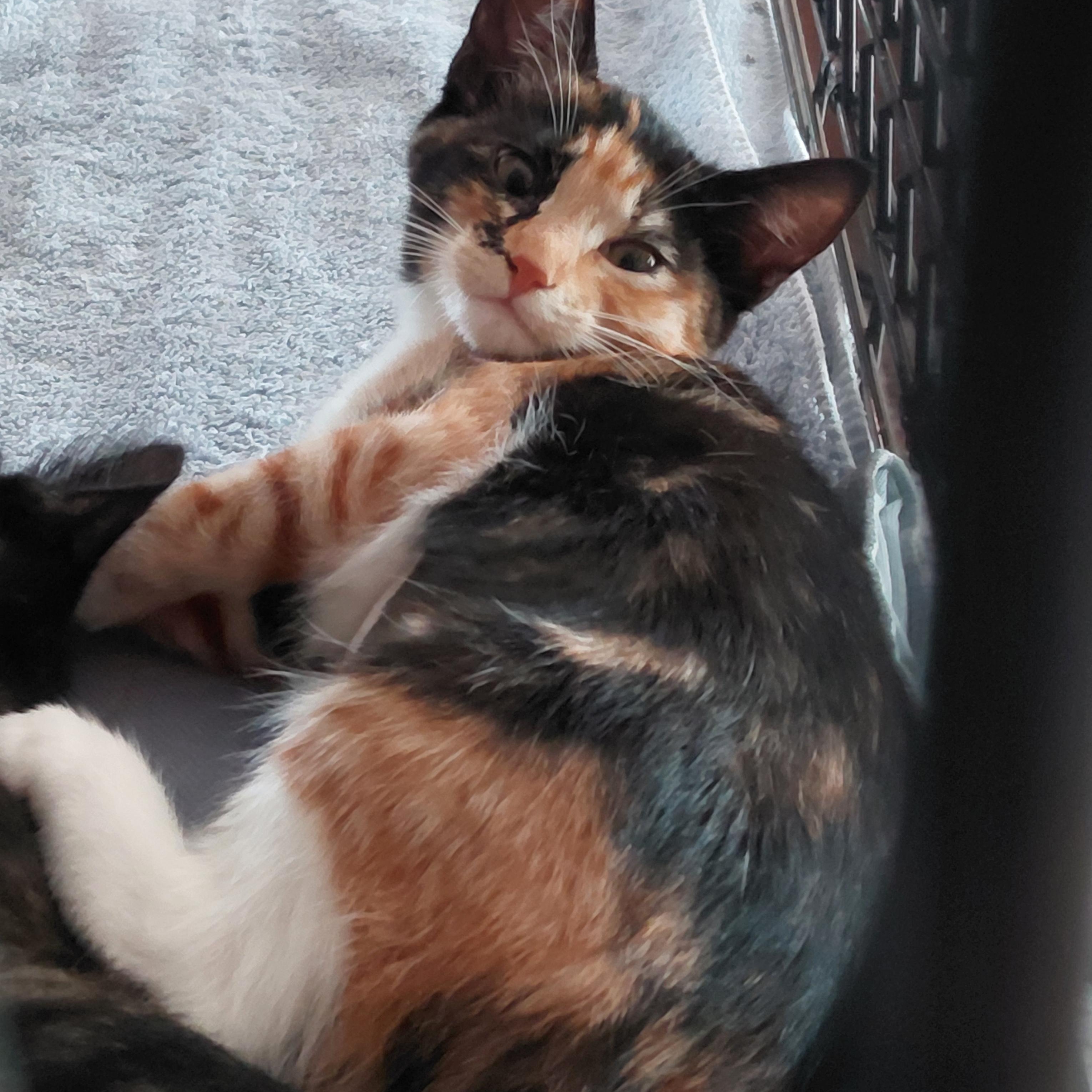Enlarge Tootsie - (bk), a Adopted mixed breed in Burlington, WA image 2/4