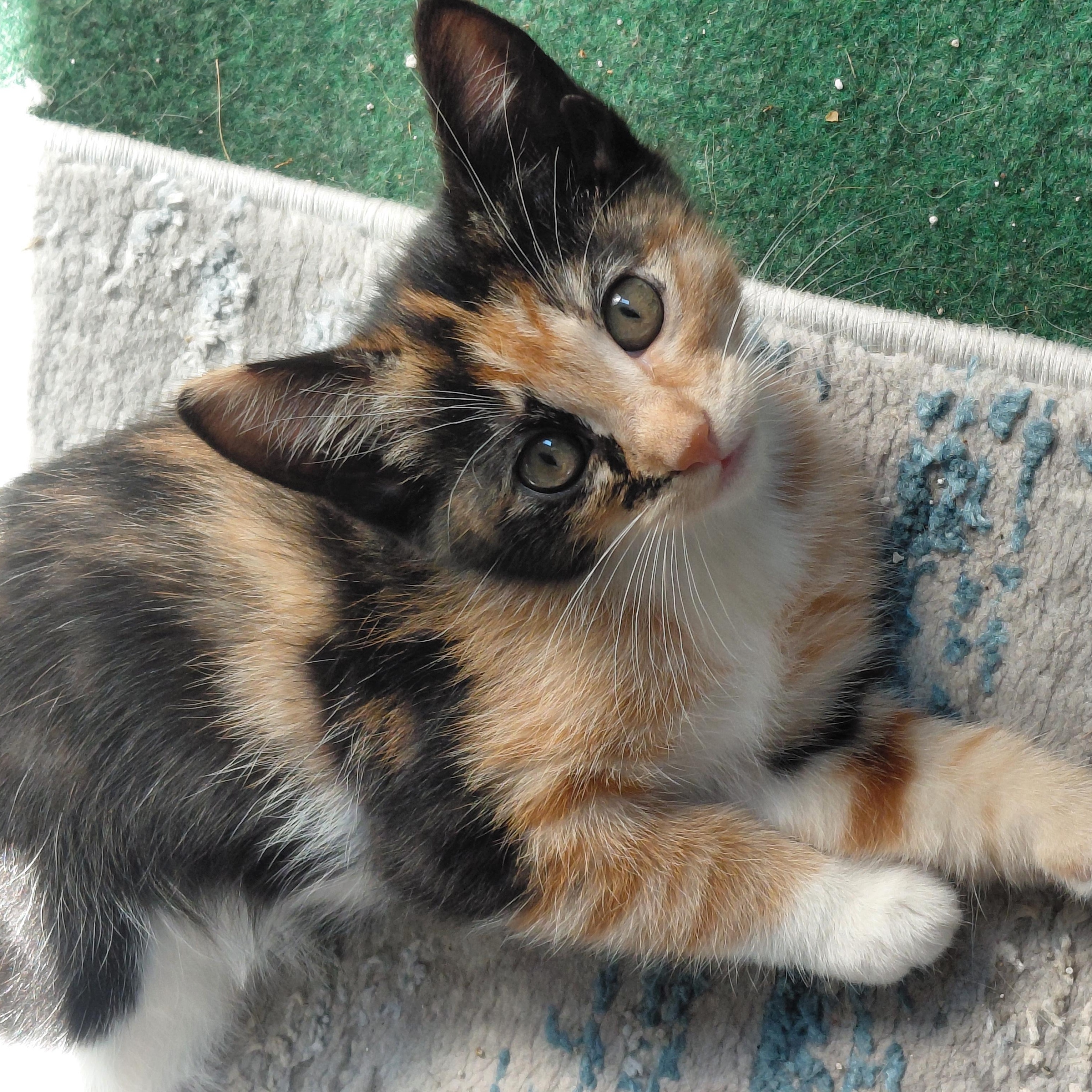 Enlarge Tootsie - (bk), a Adopted mixed breed in Burlington, WA image 1/4