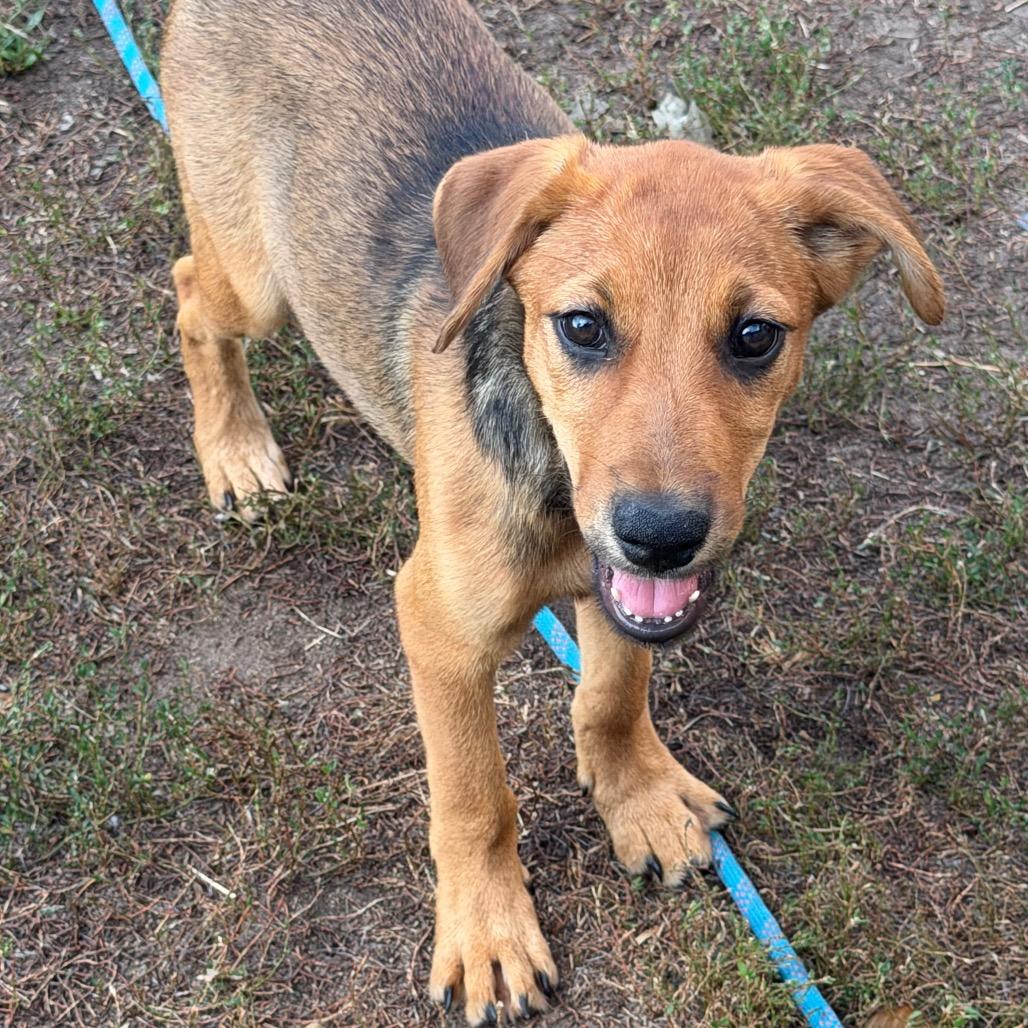 Enlarge Wand, a Adoptable Mixed Breed in Duluth, MN image 2/5