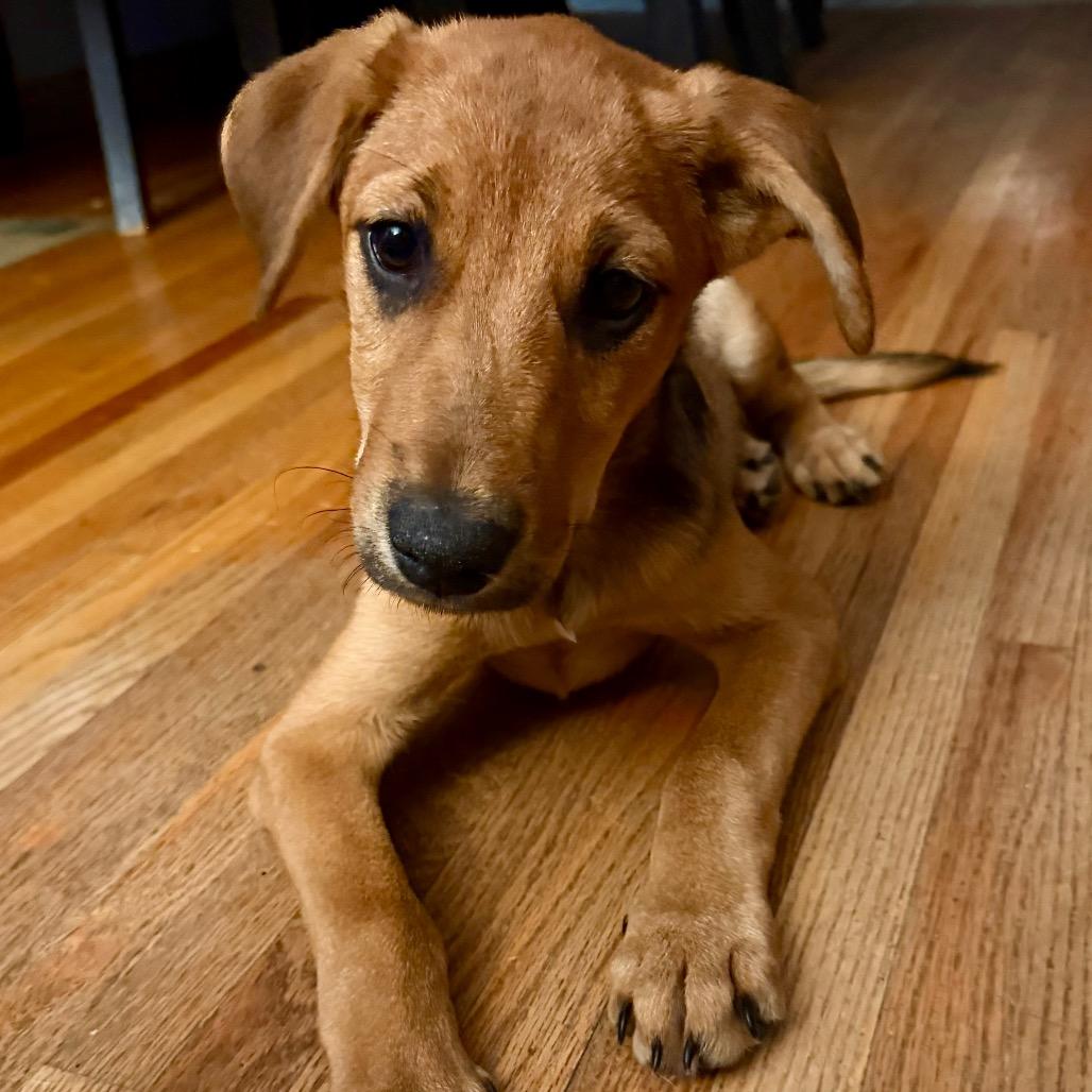 Enlarge Wand, a Adoptable Mixed Breed in Duluth, MN image 3/5