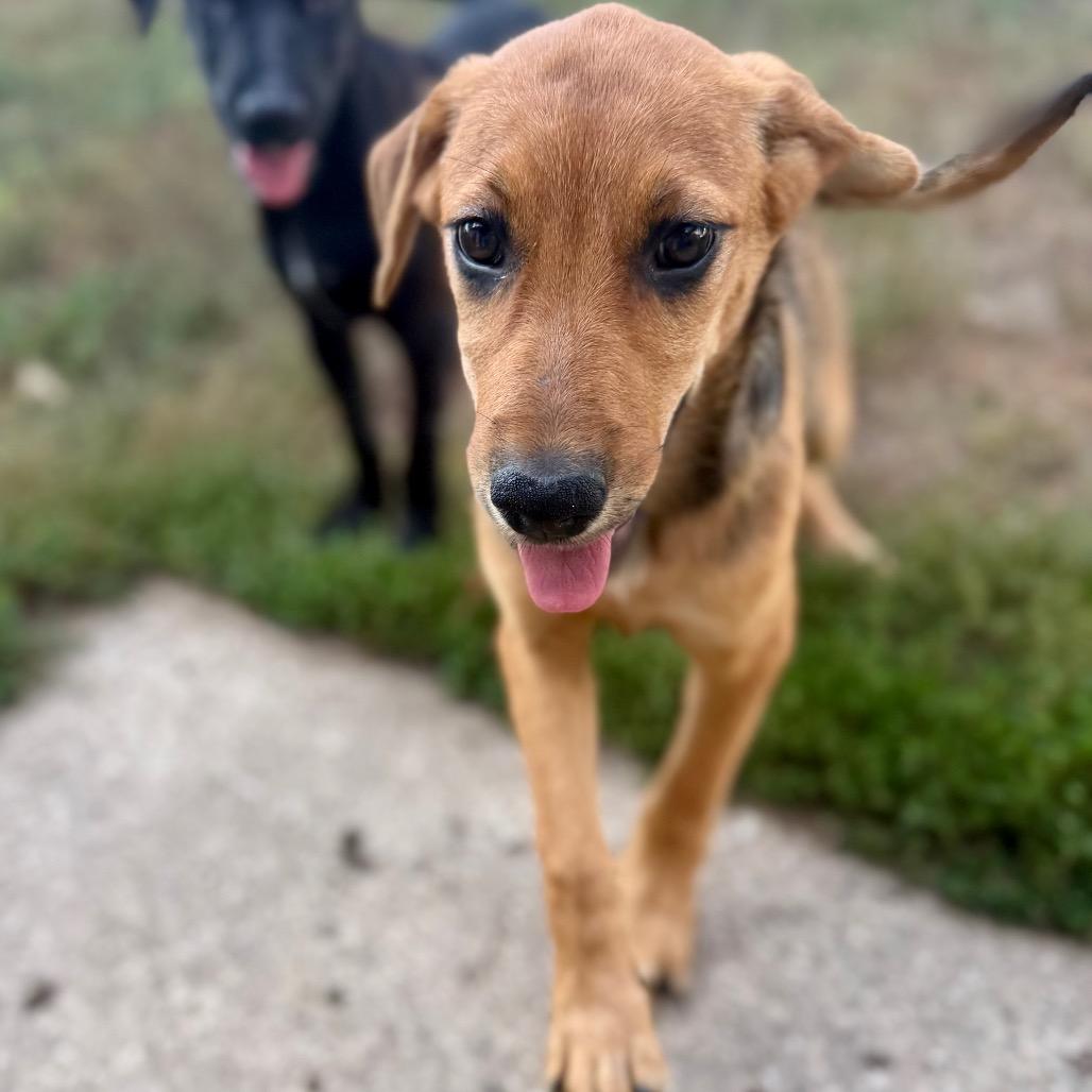 Enlarge Wand, a Adoptable Mixed Breed in Duluth, MN image 4/5
