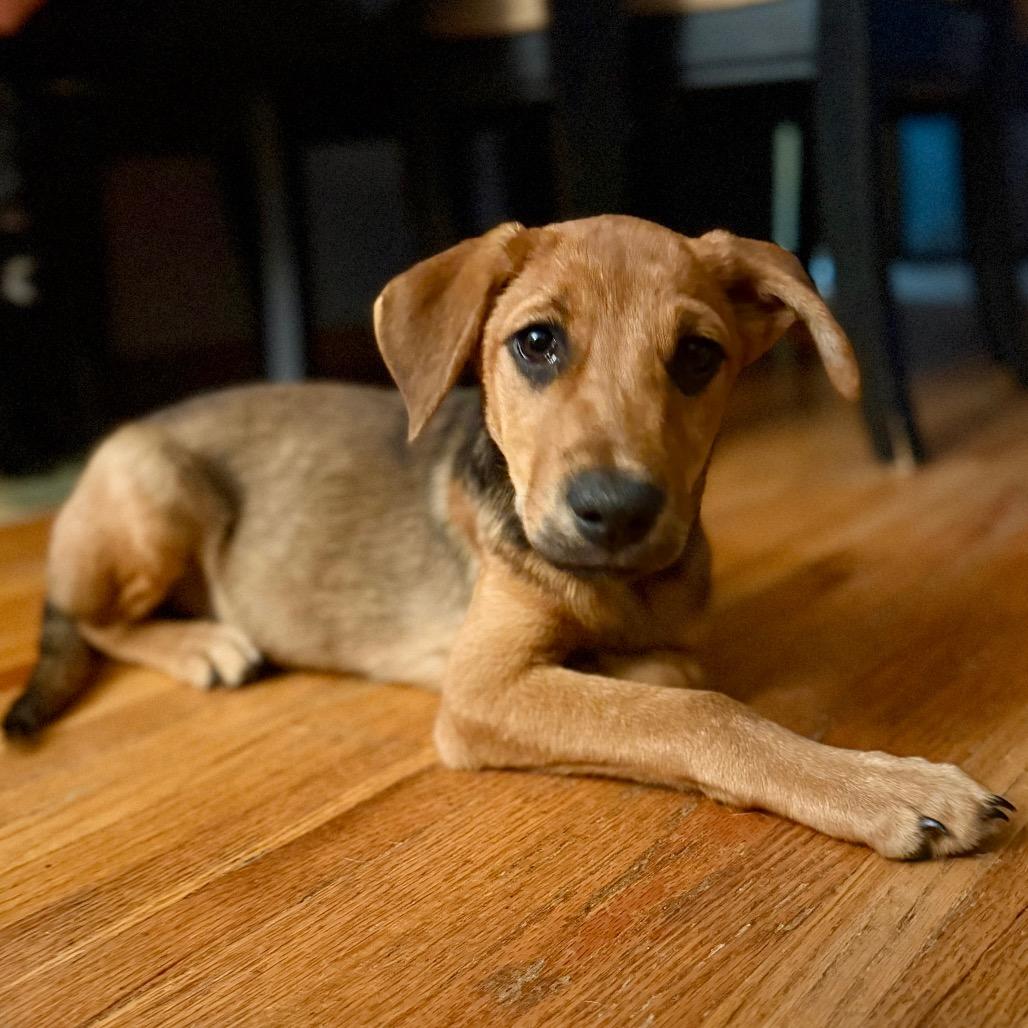 Wand, Adoptable, Puppy Female Mixed Breed.