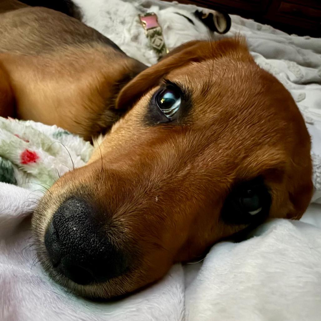 Enlarge Wand, a Adoptable Mixed Breed in Duluth, MN image 5/5
