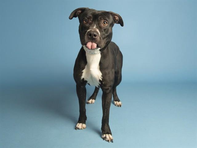 Enlarge CHARLIE, a Adoptable Pit Bull Terrier in Phoenix, AZ image 1/1