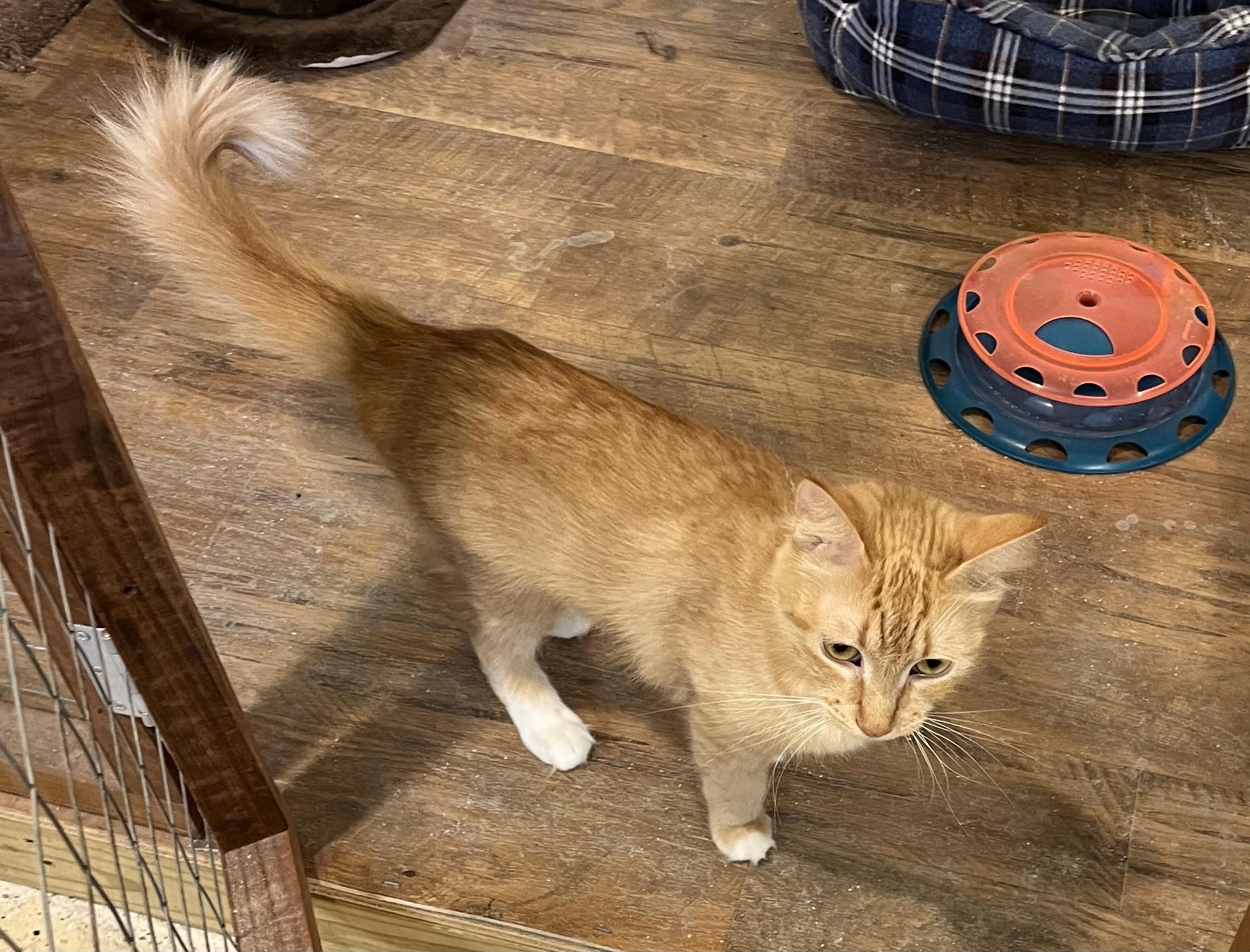 Enlarge Tess, a ADOPTABLE Domestic Medium Hair in Franklinville, NJ image 1/1