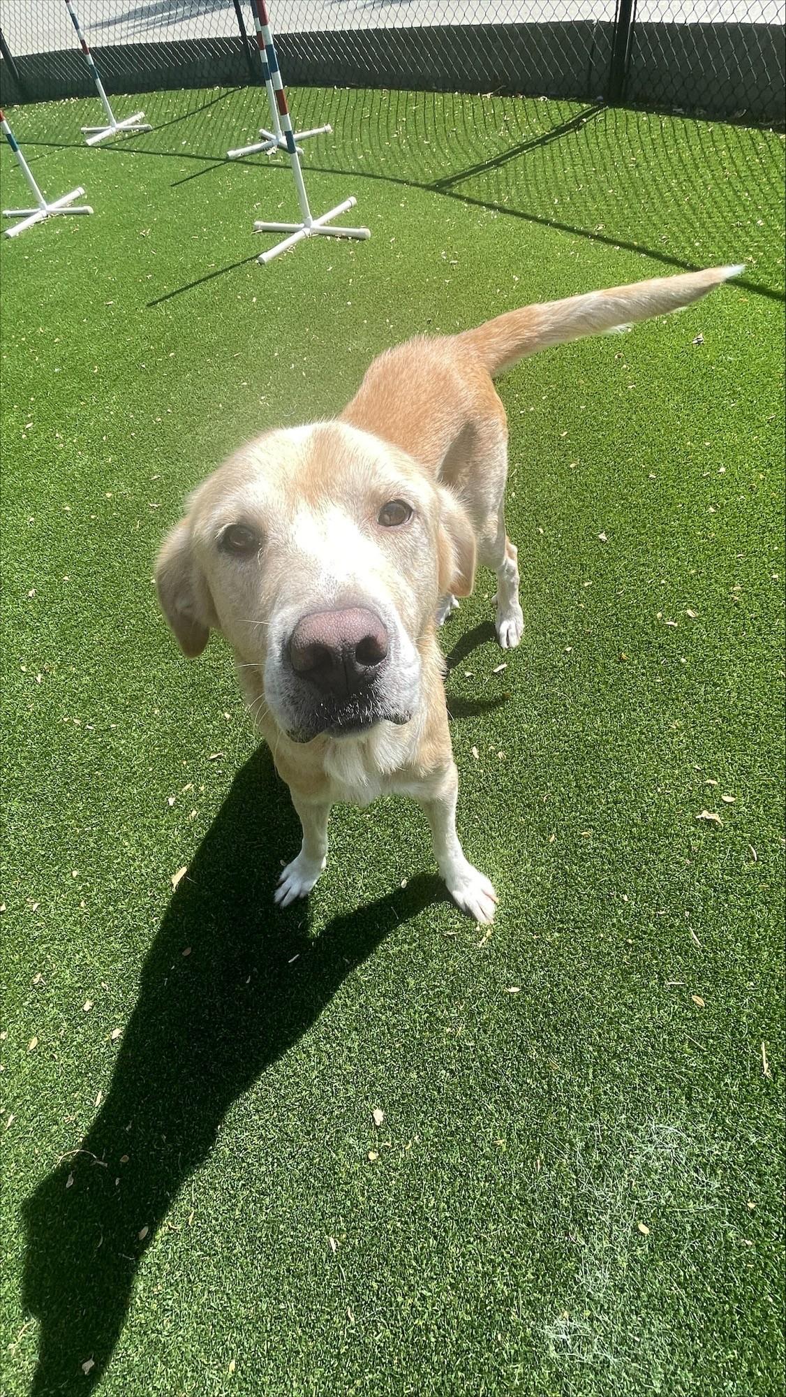 Jeffery, an adoptable mixed breed in Allen, TX image 1/4
