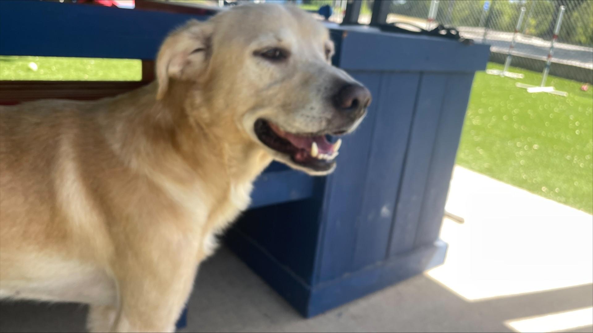 Jeffery, an adoptable mixed breed in Allen, TX image 3/4
