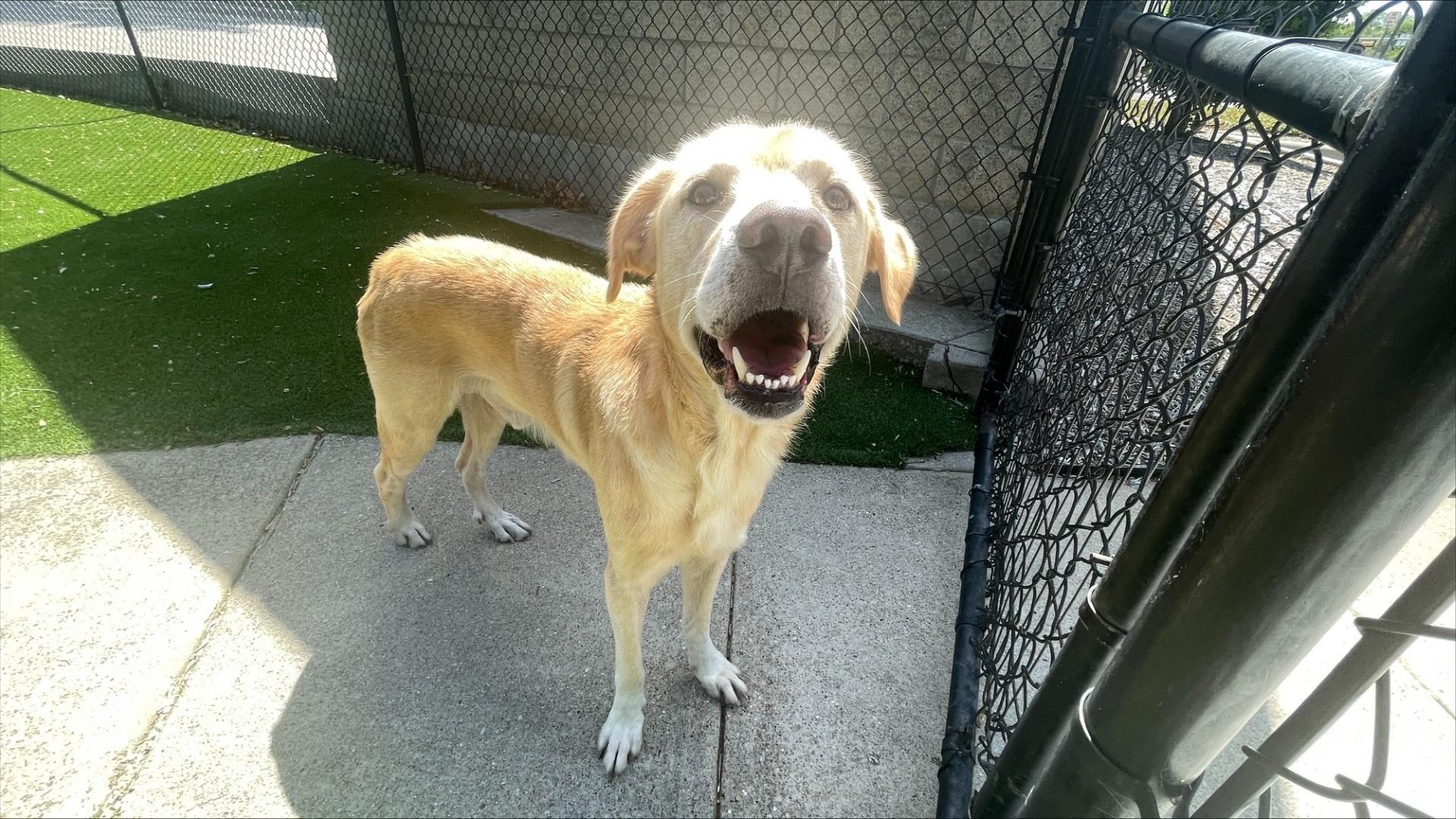 Jeffery, an adoptable mixed breed in Allen, TX image 4/4