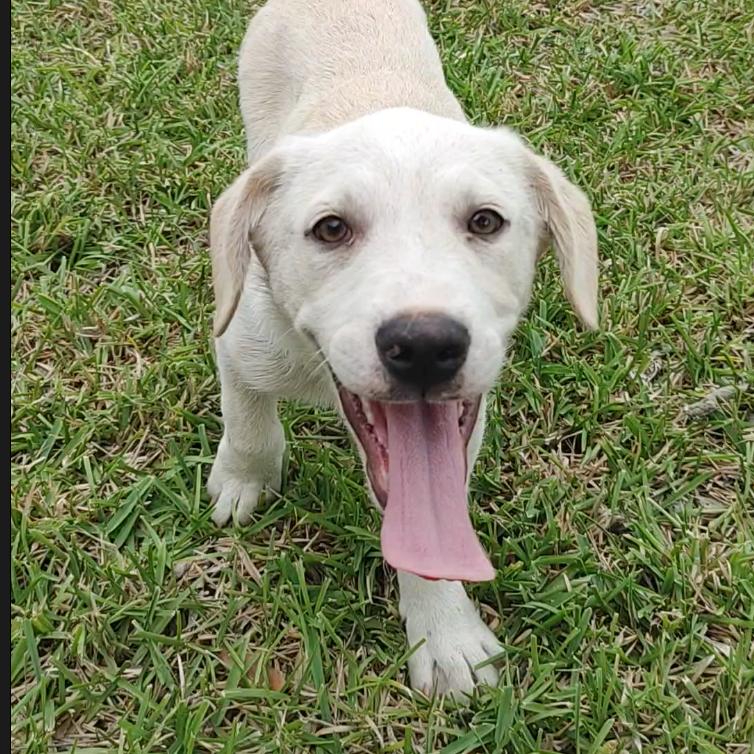 Enlarge Marley, an adopted Labrador Retriever in Kennewick , WA image 2/6