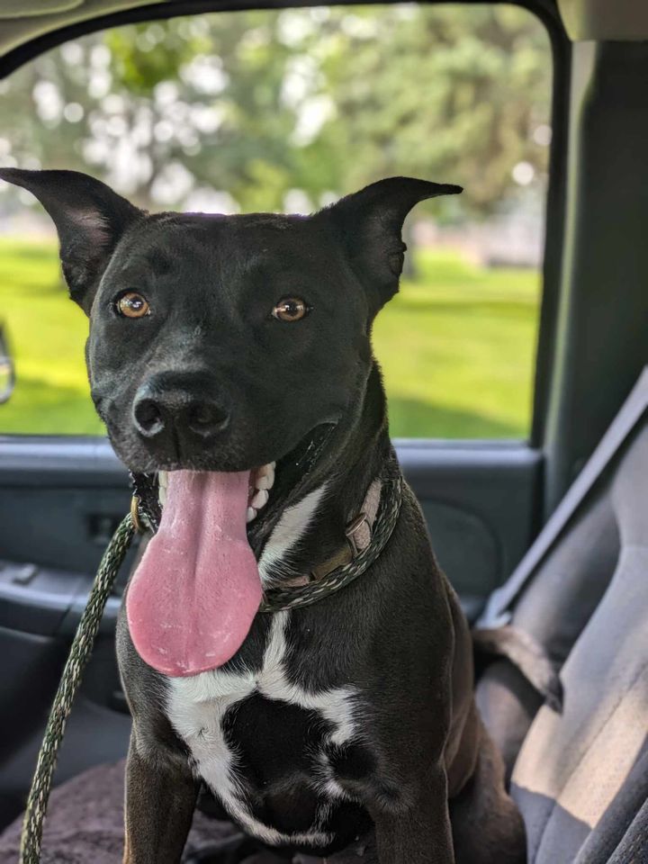 Enlarge Atlas, a Adoptable mixed breed in Chappell, NE image 1/2