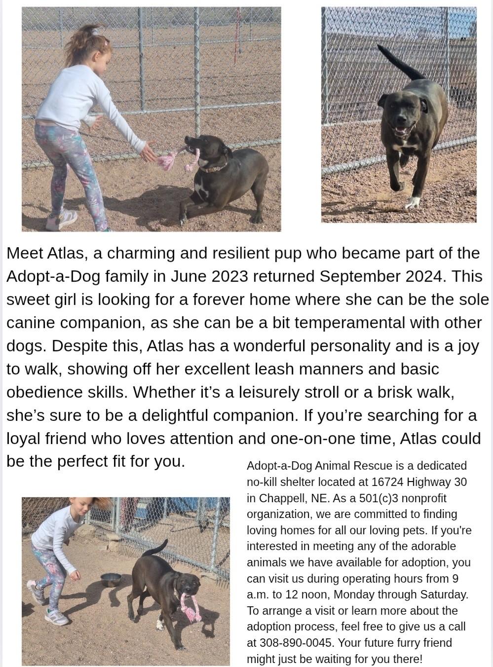 Atlas, Adoptable, Young Female Pit Bull Terrier.