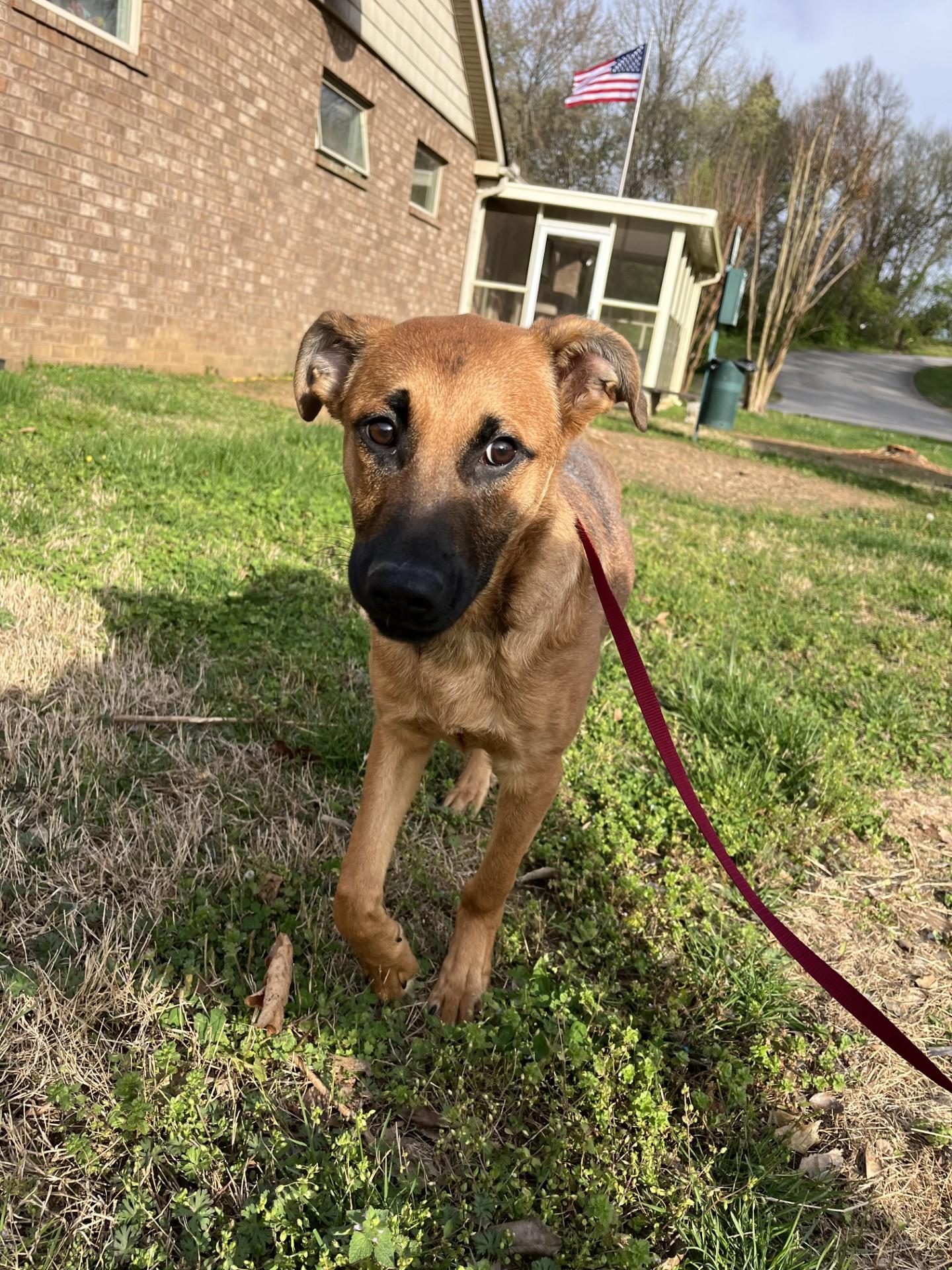 Enlarge Aero , a ADOPTABLE mixed breed in Loudon, TN image 2/4