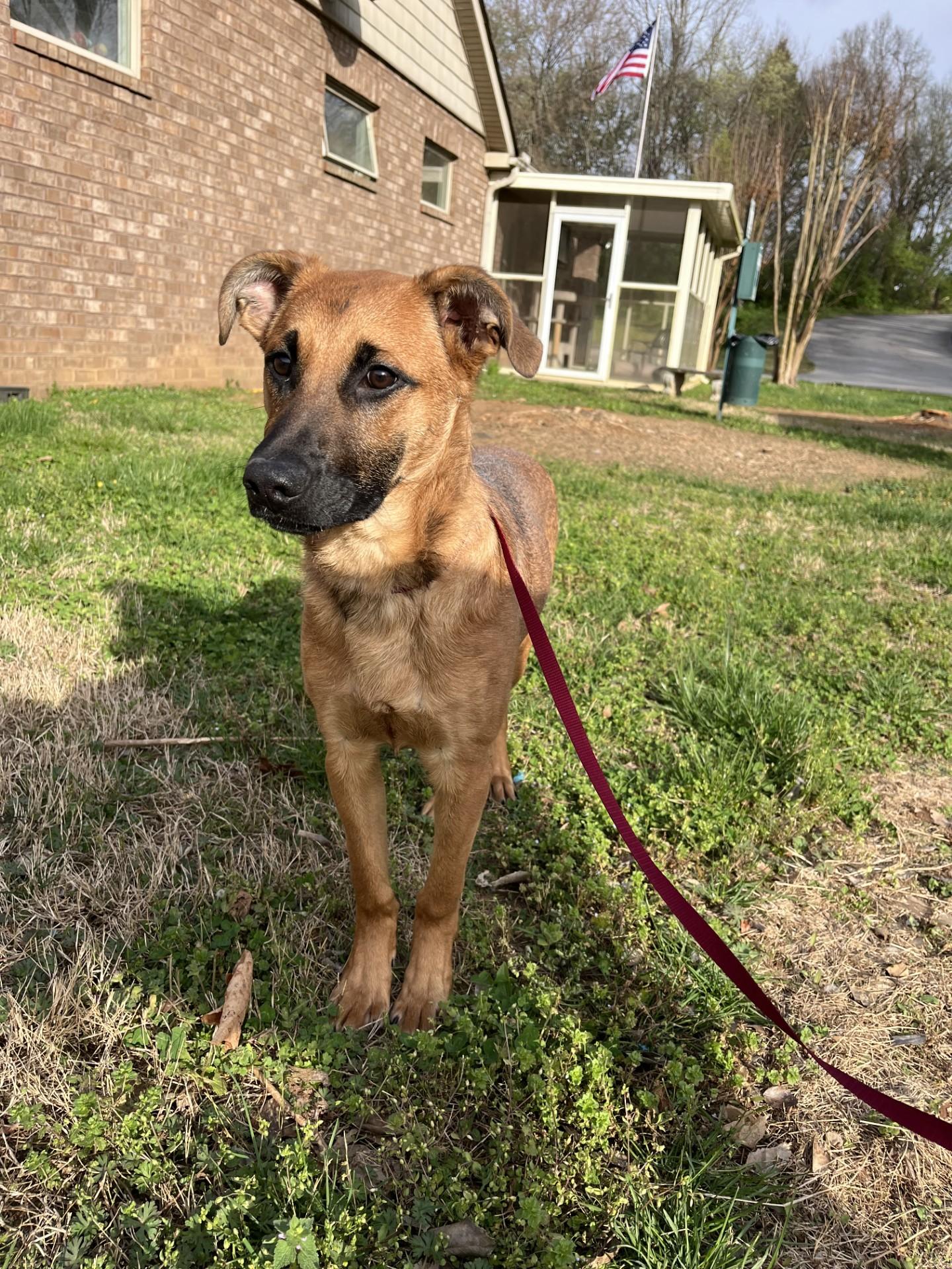 Aero , ADOPTABLE, Young Male Mixed Breed.