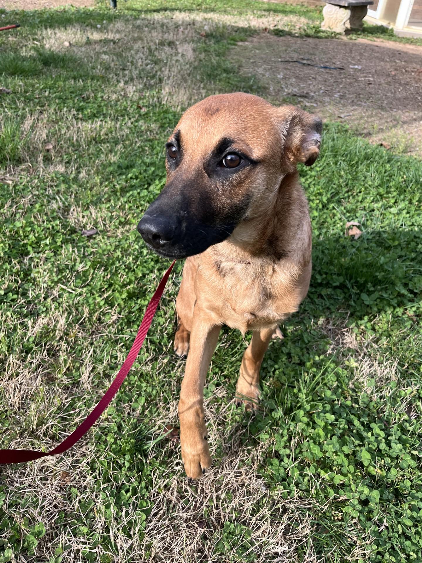 Enlarge Aero , a ADOPTABLE mixed breed in Loudon, TN image 3/4