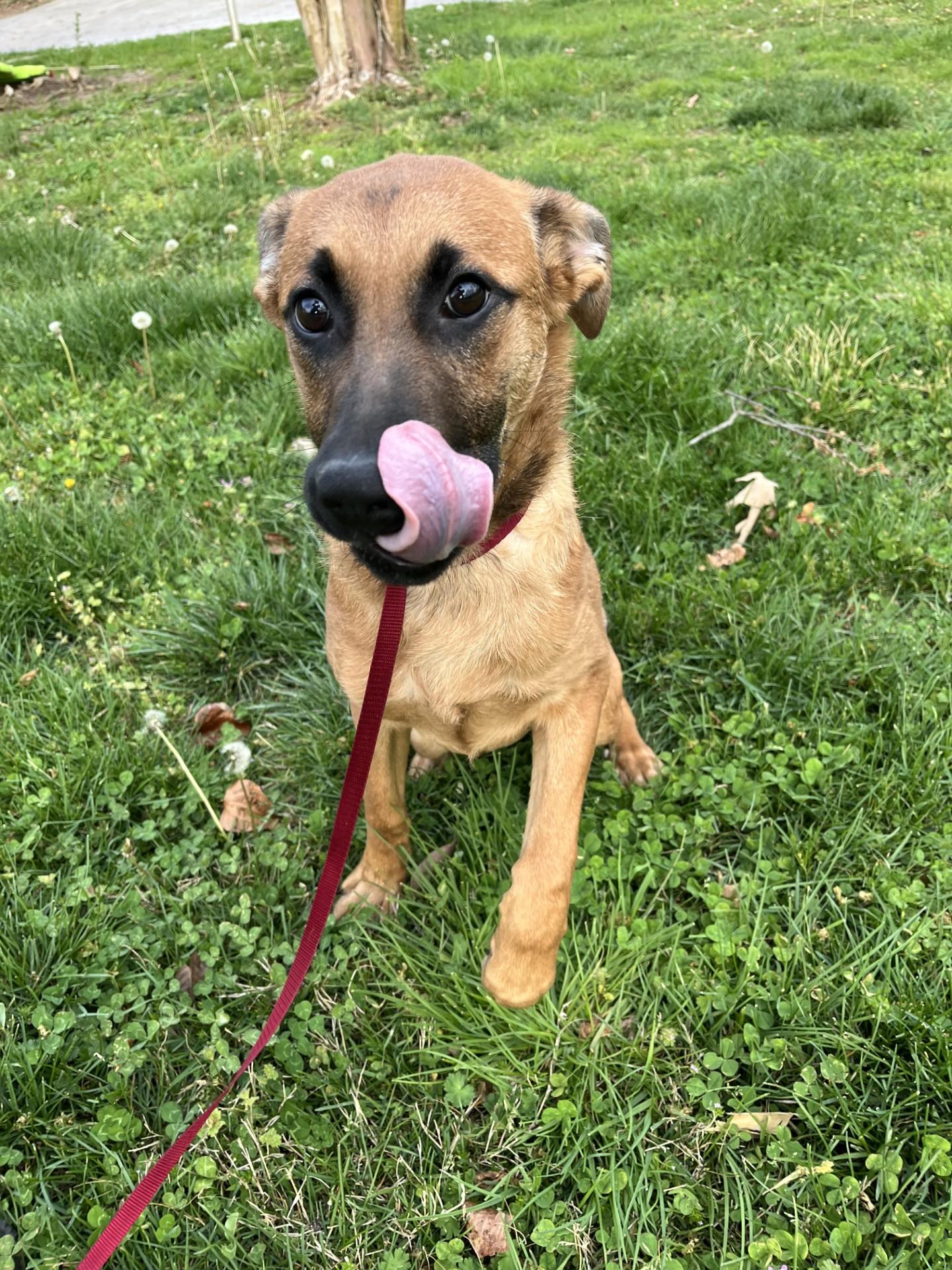 Enlarge Aero , a ADOPTABLE mixed breed in Loudon, TN image 4/4